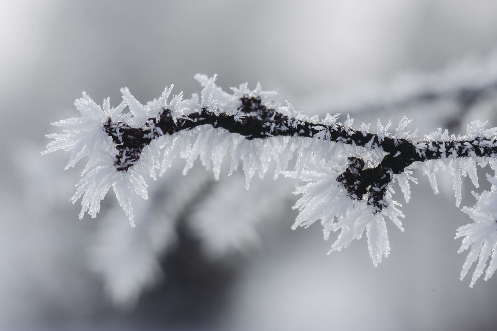 Canon EOS-1D Mark II N sample photo. Frost, ice, winter photography