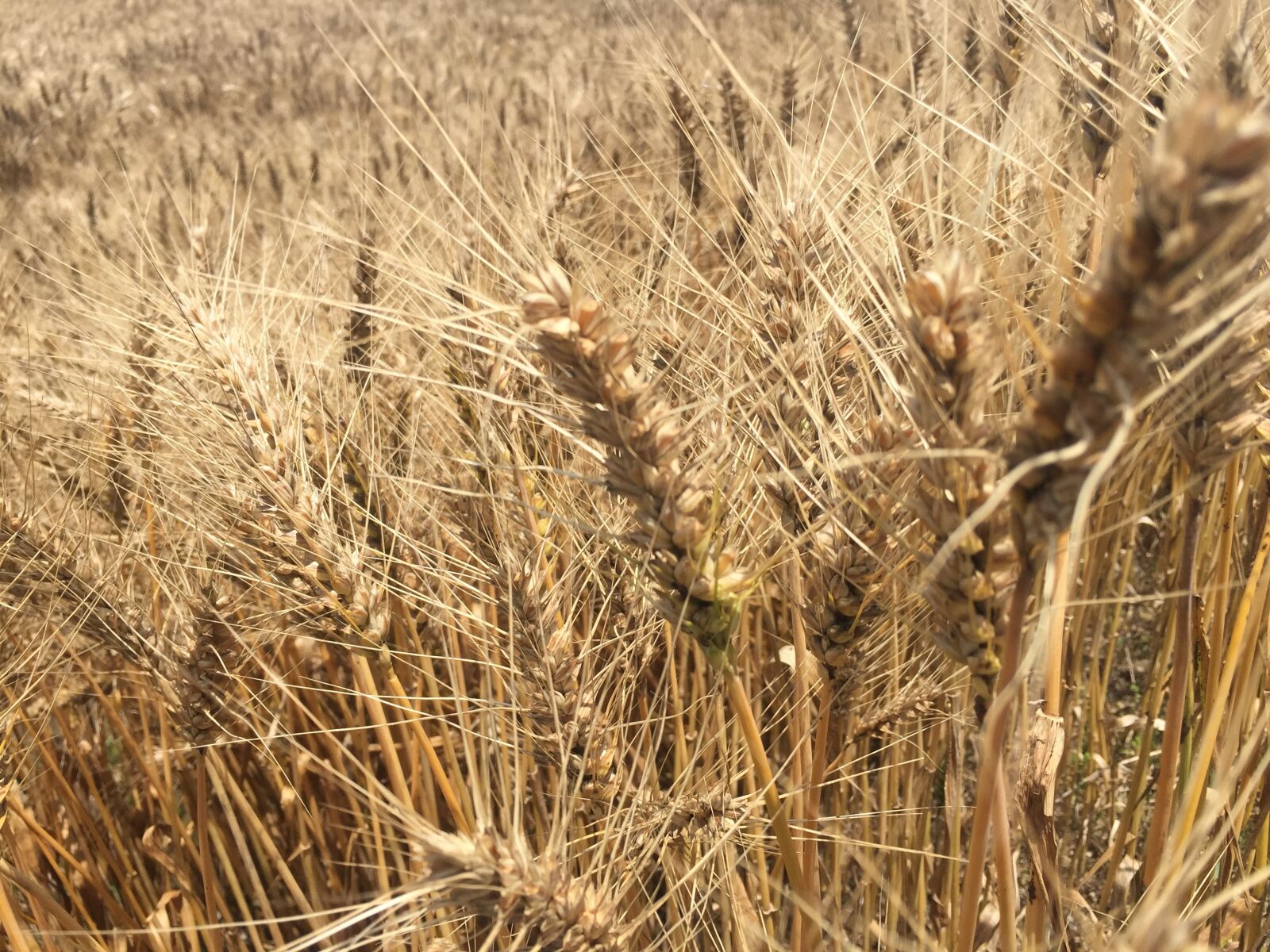 Apple iPhone 6 sample photo. Summer, wheat, hope photography