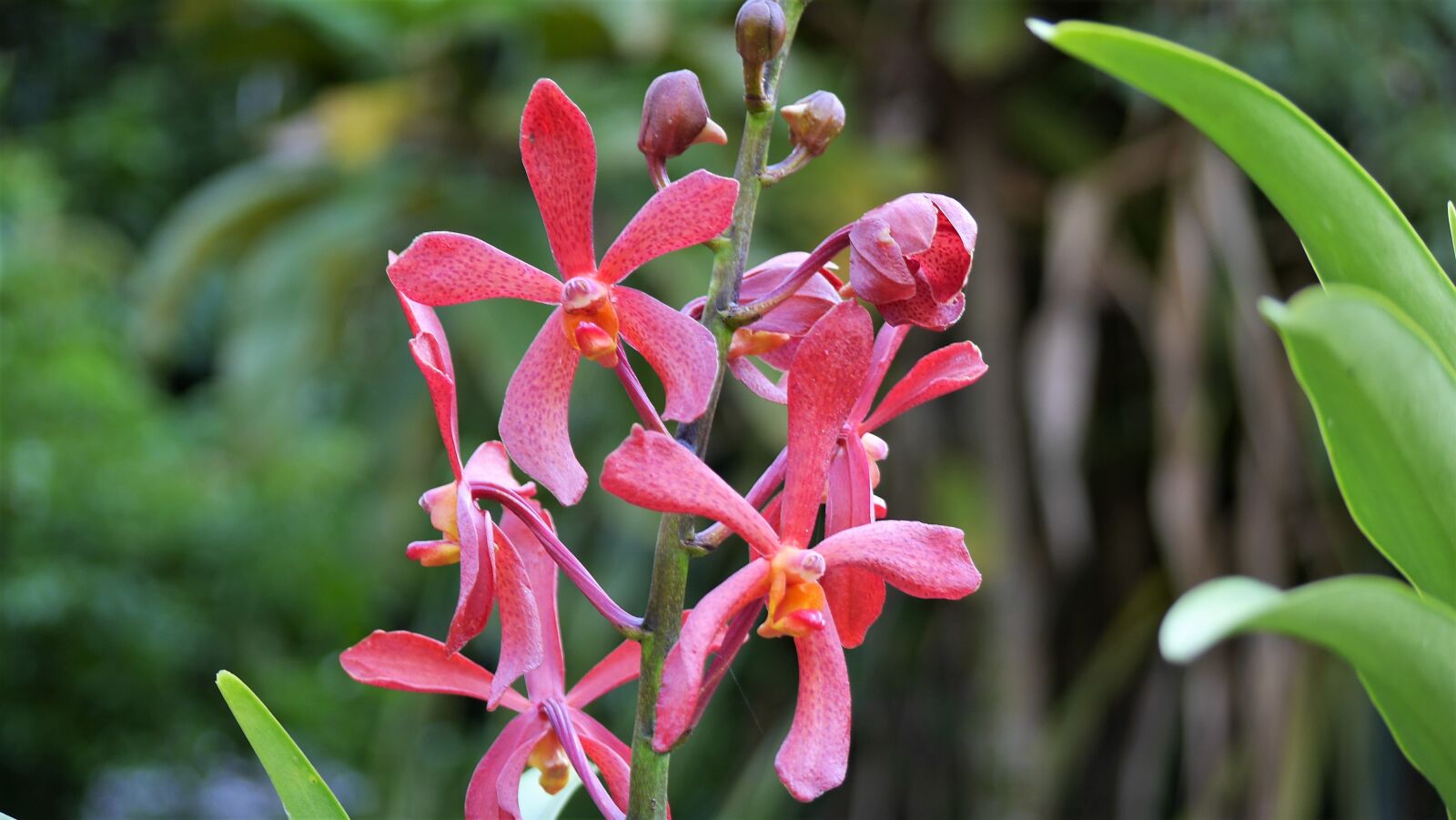 Panasonic Lumix DMC-GH3 sample photo. Nature, flower, flora photography