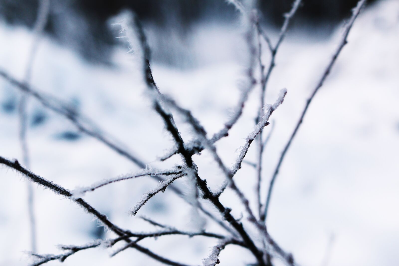 Canon EOS 70D sample photo. Brunch, winter landscapes, winter photography