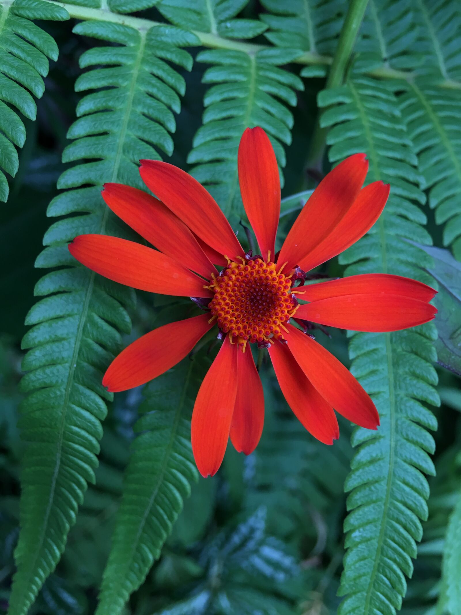 Apple iPhone 6s Plus sample photo. Red flower, petals, flower photography