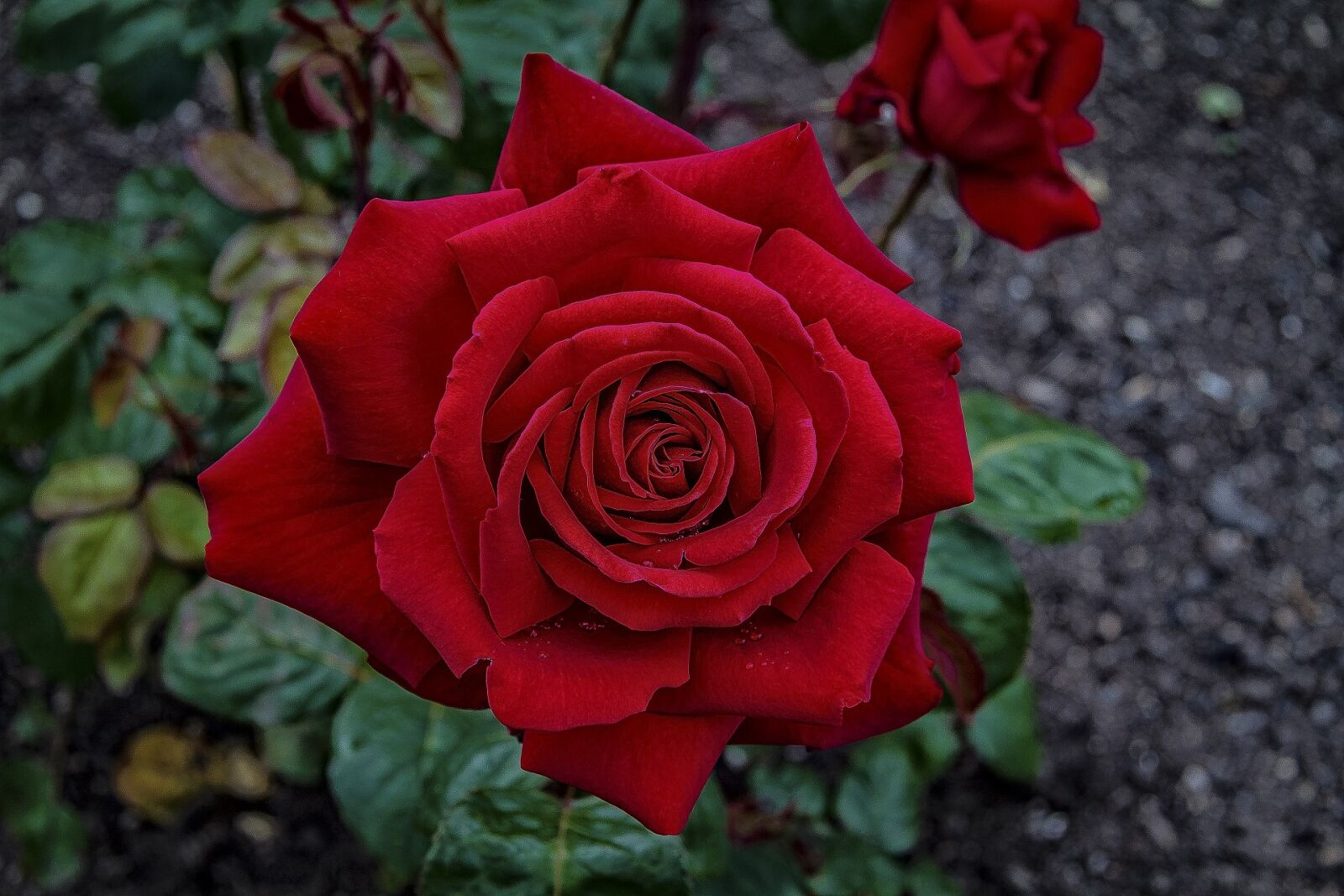 Canon EF-S 17-85mm F4-5.6 IS USM sample photo. Rose, red, flower photography