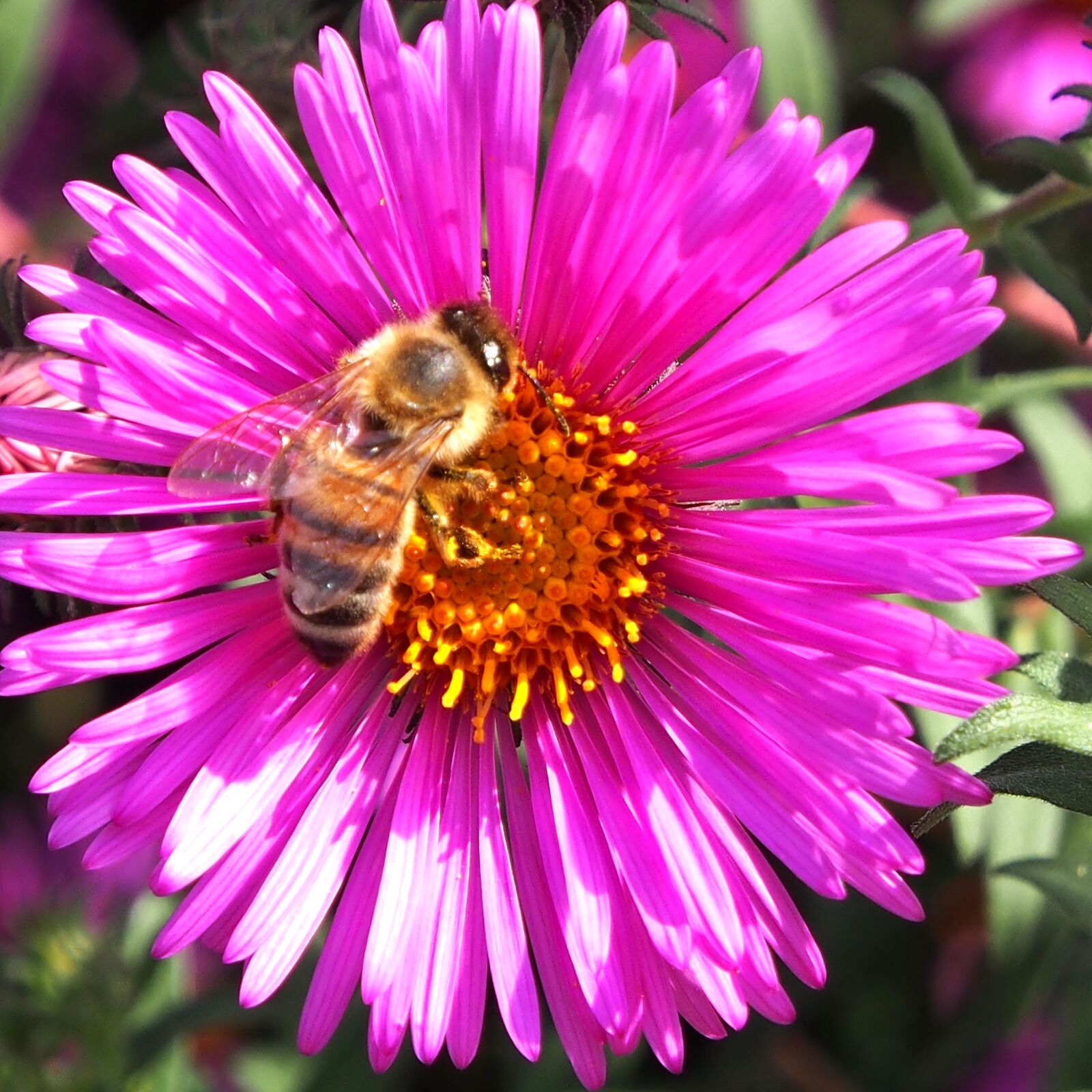 Olympus OM-D E-M5 sample photo. Autumn flower, asters, autumn photography