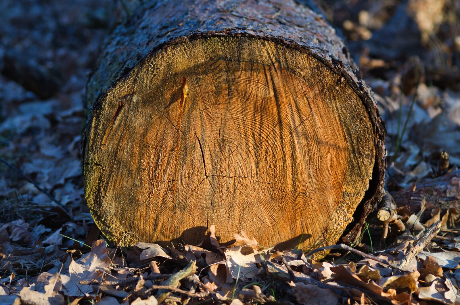 Pentax K-30 sample photo. Log, annual rings, texture photography