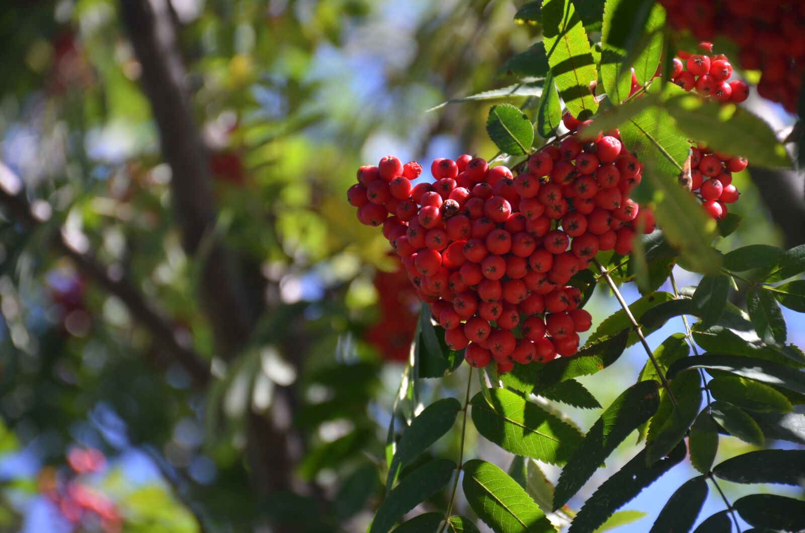 Nikon D5100 sample photo. Nature, mountain ash, red photography