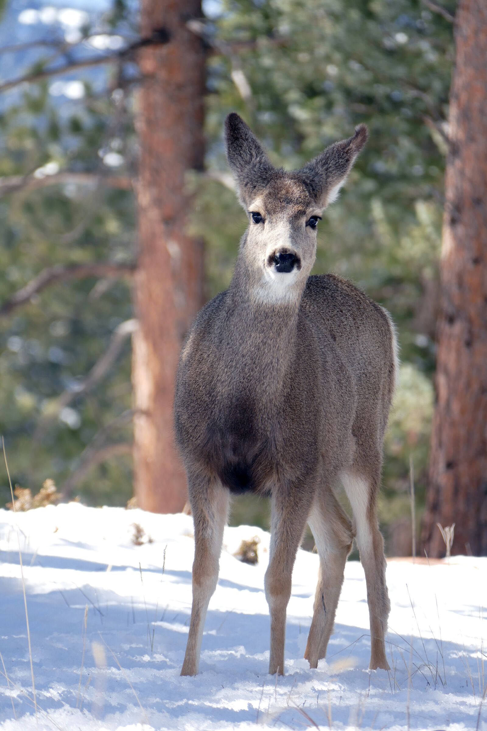 Panasonic Lumix DMC-FZ1000 sample photo. Deer, wildlife, nature photography