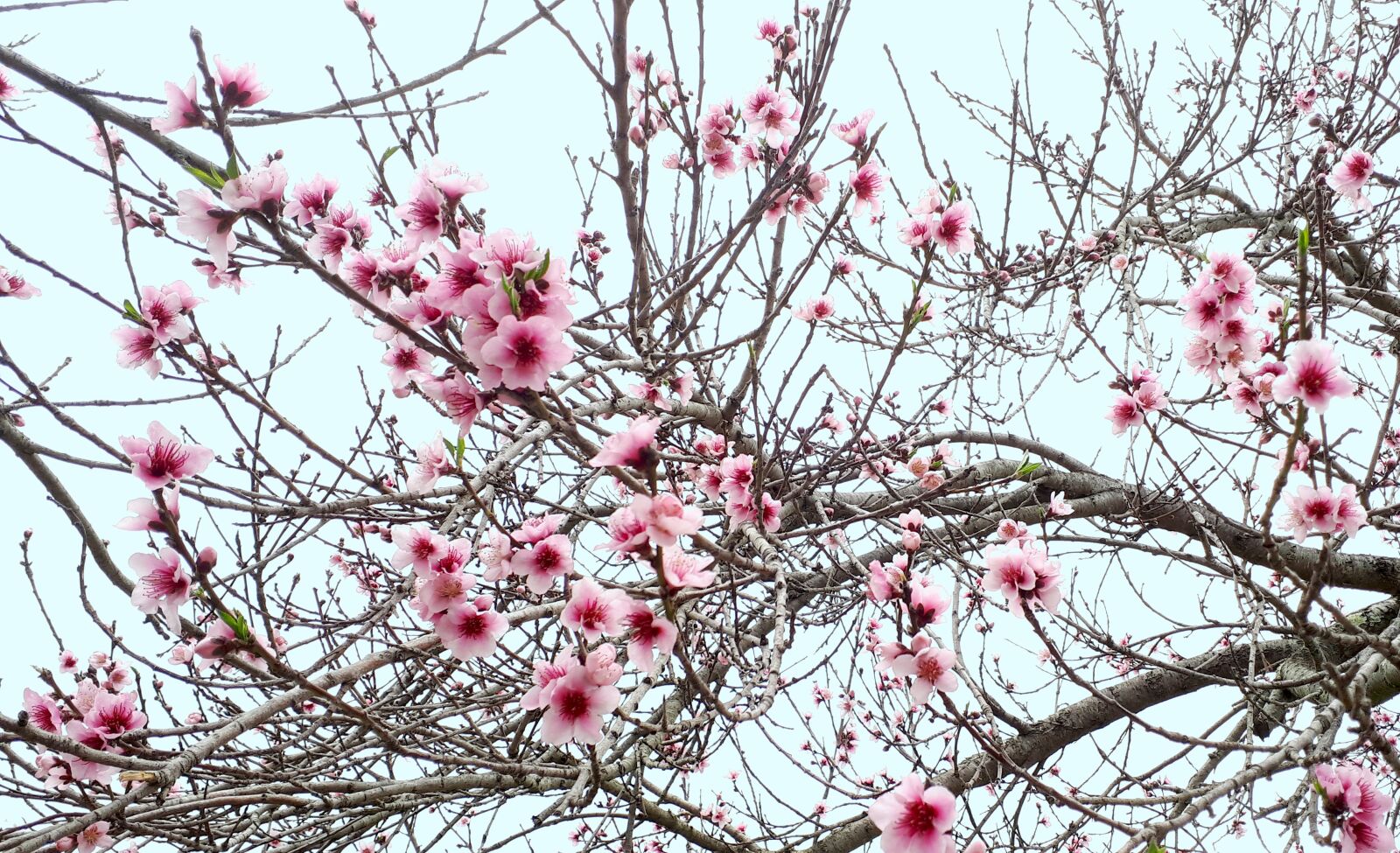 Samsung Galaxy A5(2017) sample photo. Blossom, blossoms, spring photography