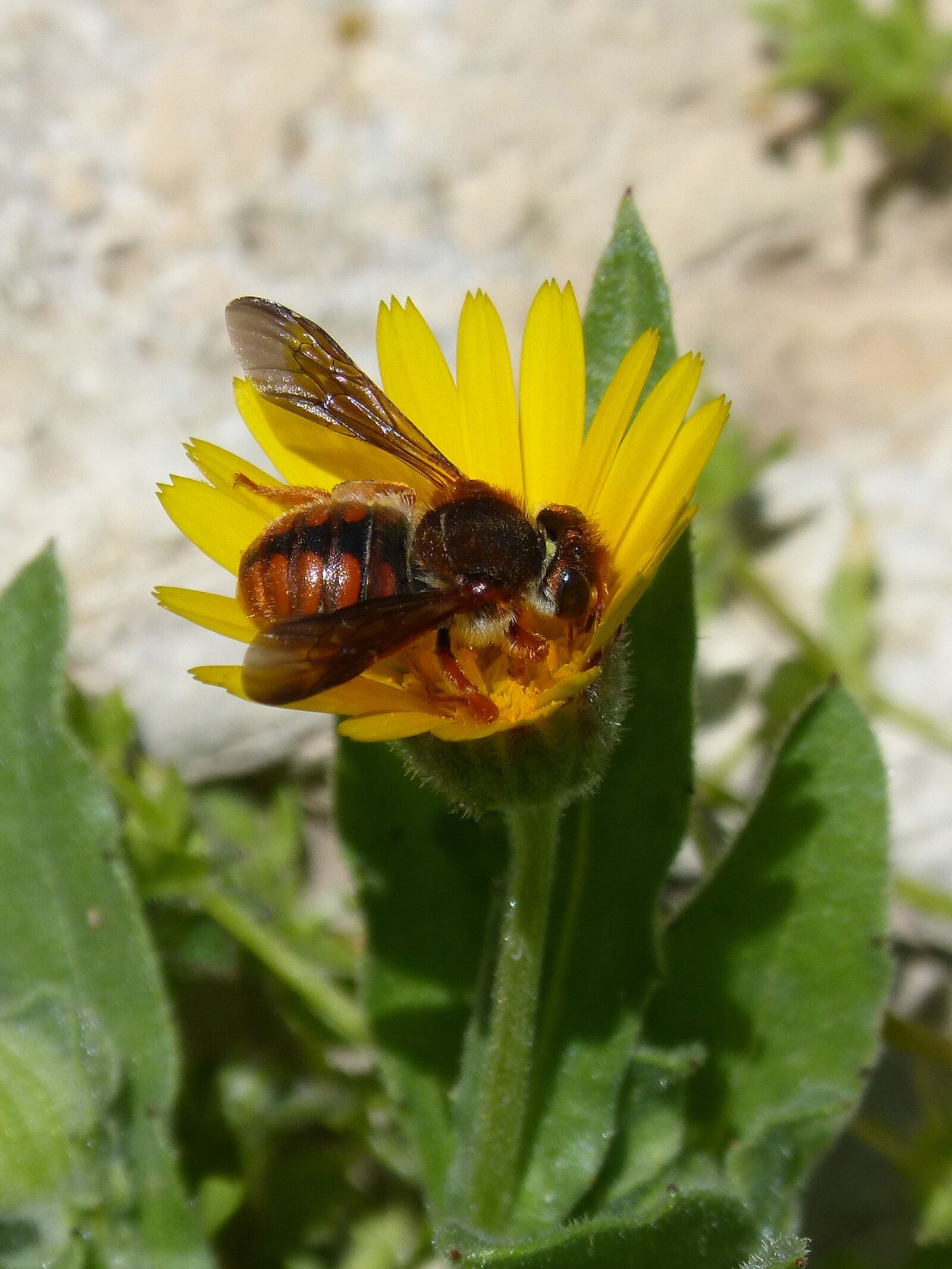 Panasonic DMC-FZ62 sample photo. Red bee, rhodanthidium sticticum photography