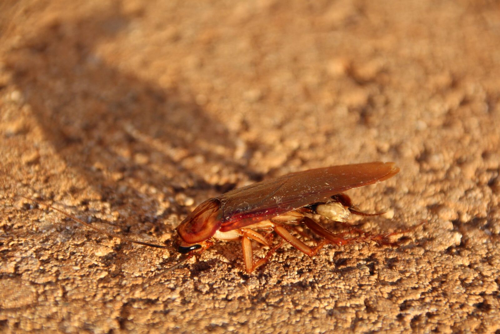 Canon EOS 1200D (EOS Rebel T5 / EOS Kiss X70 / EOS Hi) sample photo. Cockroach, scrape, insect photography