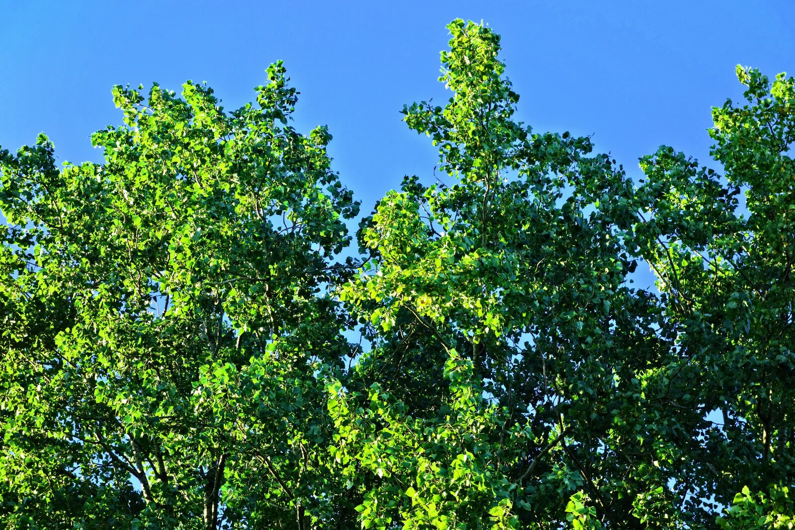 Sony Cyber-shot DSC-RX100 sample photo. Tree, treetop, crown photography