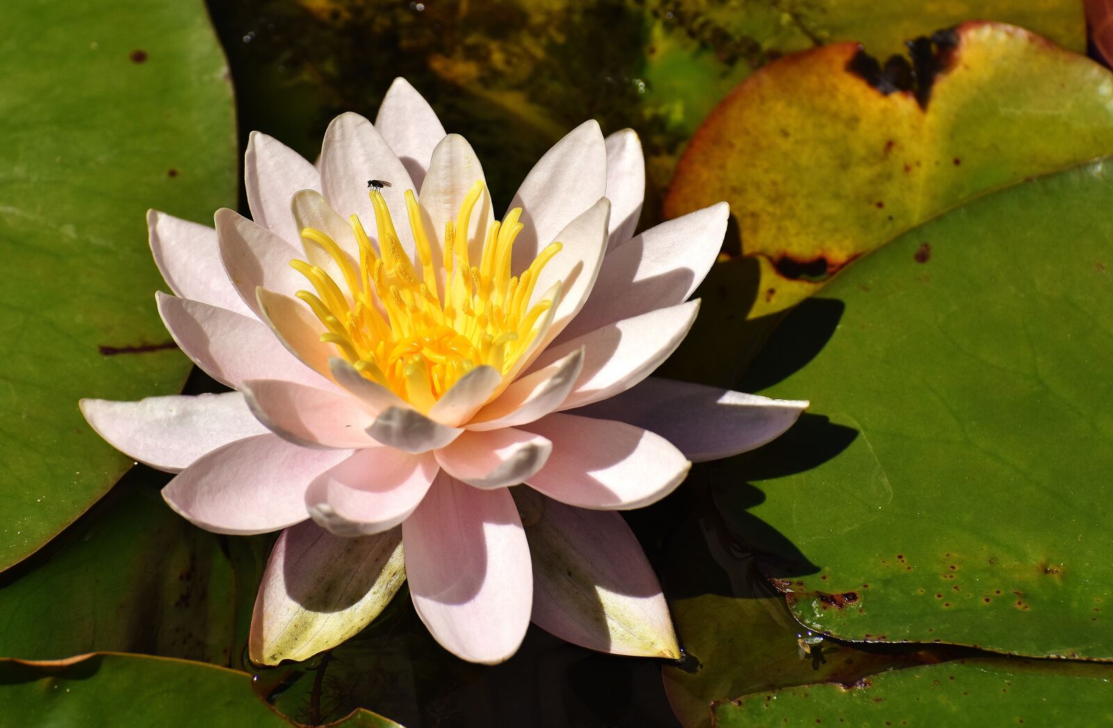 Nikon D7200 sample photo. Water lilies, pink, white photography