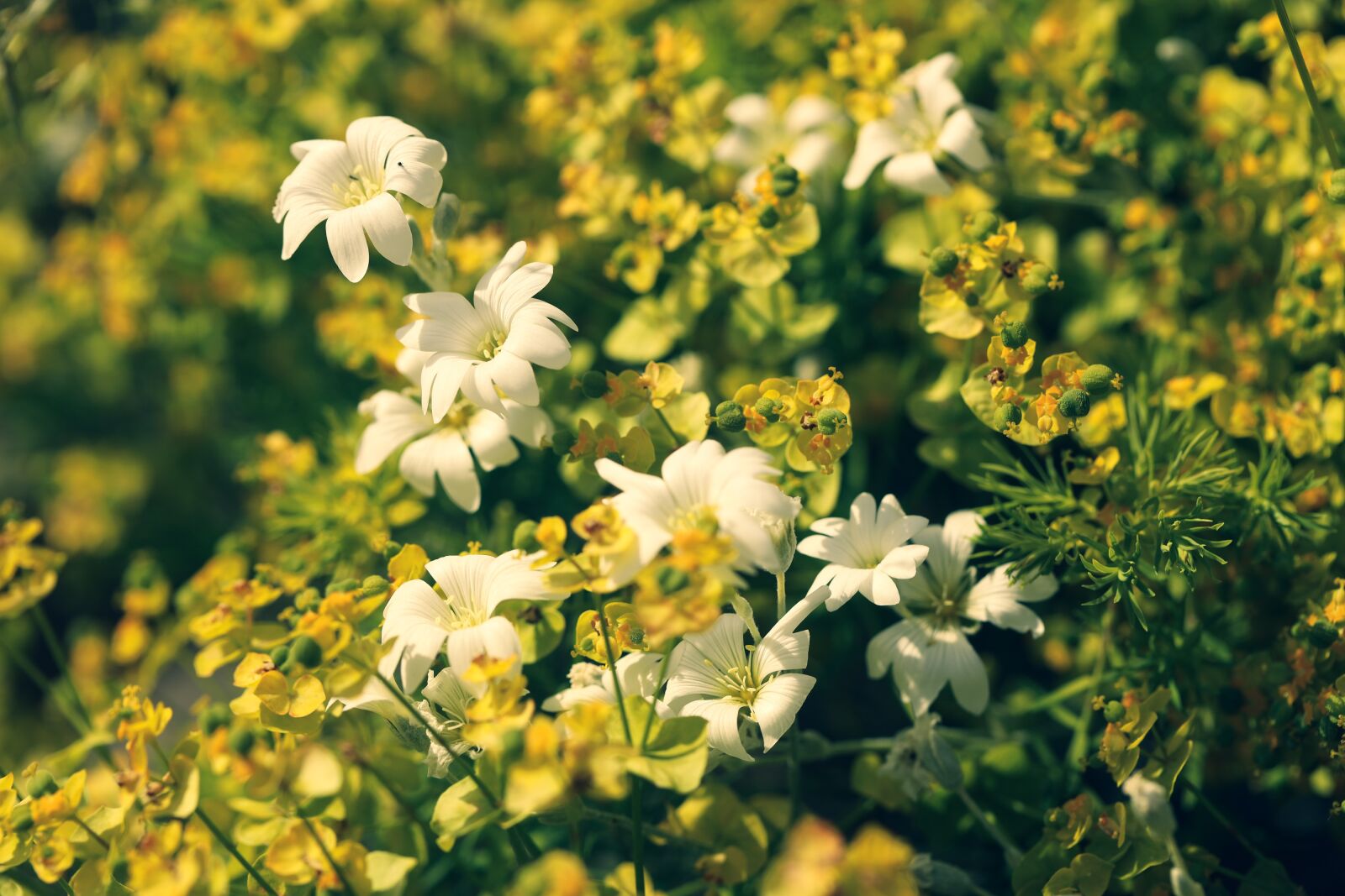 Canon EOS R sample photo. Flower, summer, garden photography