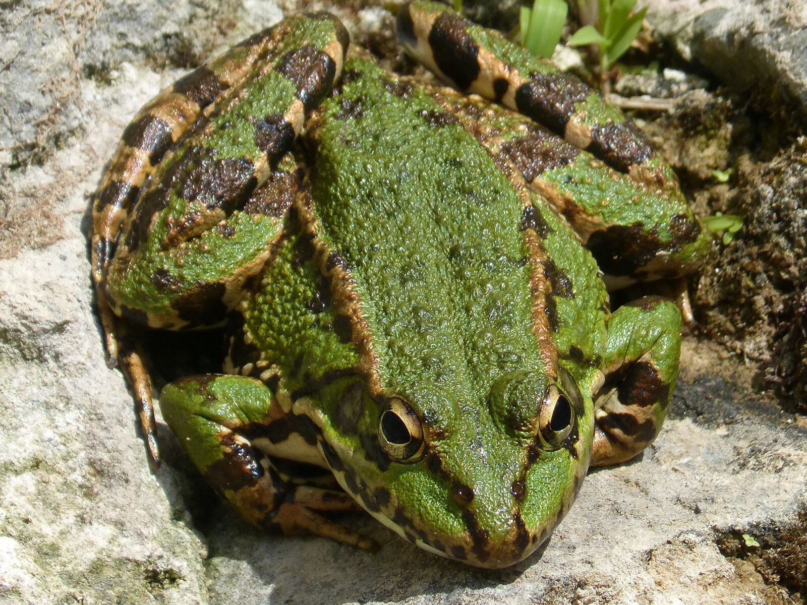 Panasonic DMC-FZ62 sample photo. Frog, green frog, batrachian photography