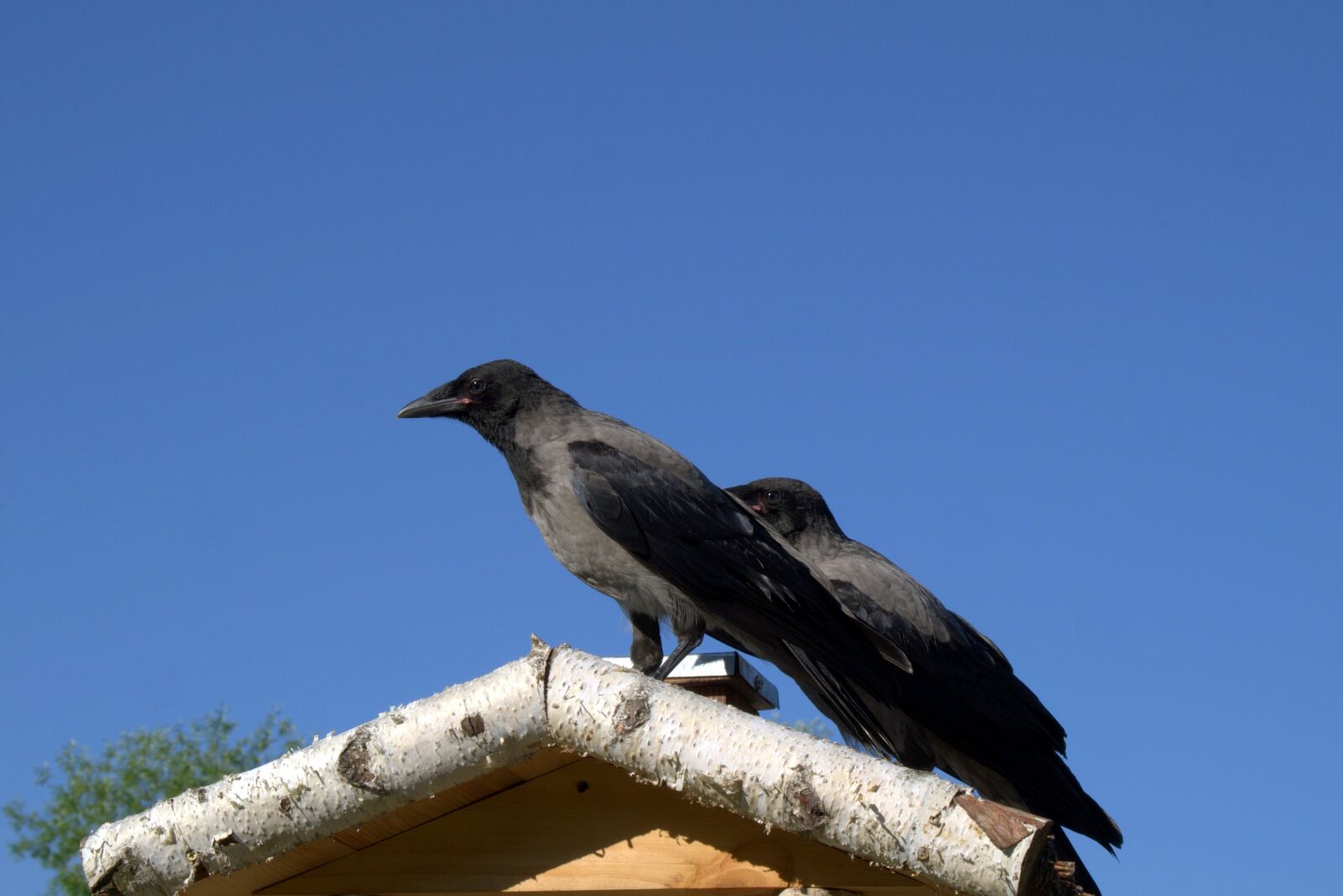 Pentax K-S2 sample photo. Crow, crows, bird photography