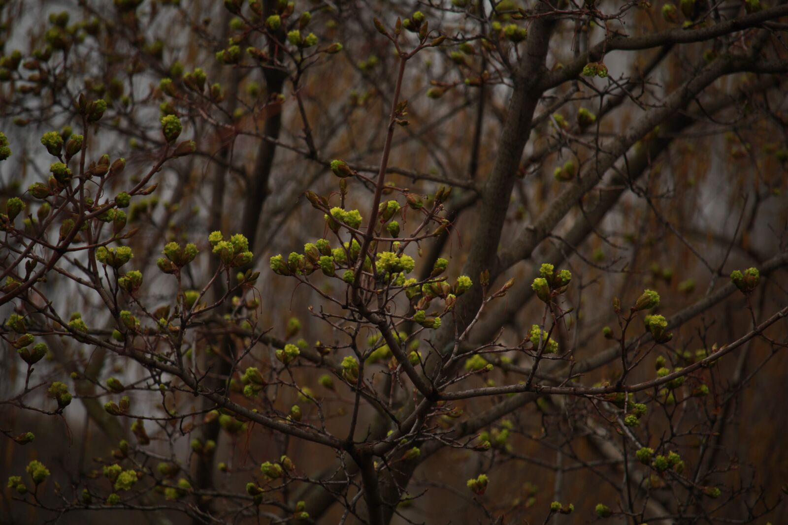 Canon EOS 1200D (EOS Rebel T5 / EOS Kiss X70 / EOS Hi) sample photo. Spring, tree, branch photography