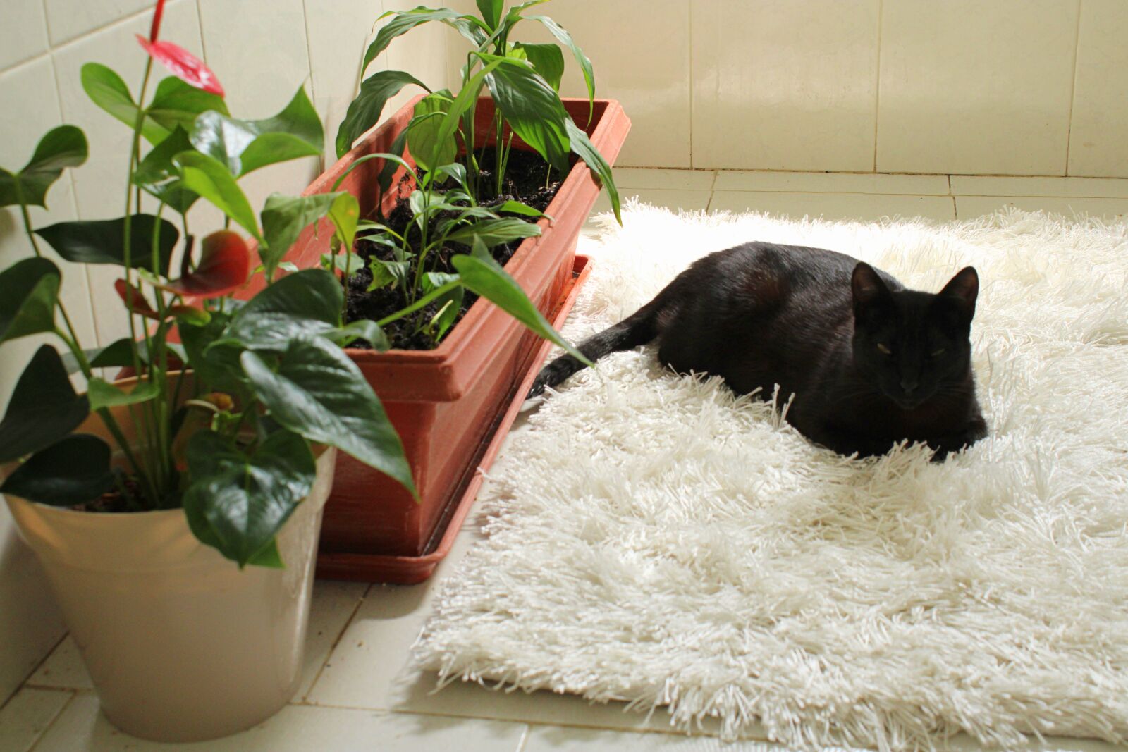 Canon EOS 2000D (EOS Rebel T7 / EOS Kiss X90 / EOS 1500D) sample photo. Cat, house plants, plant photography