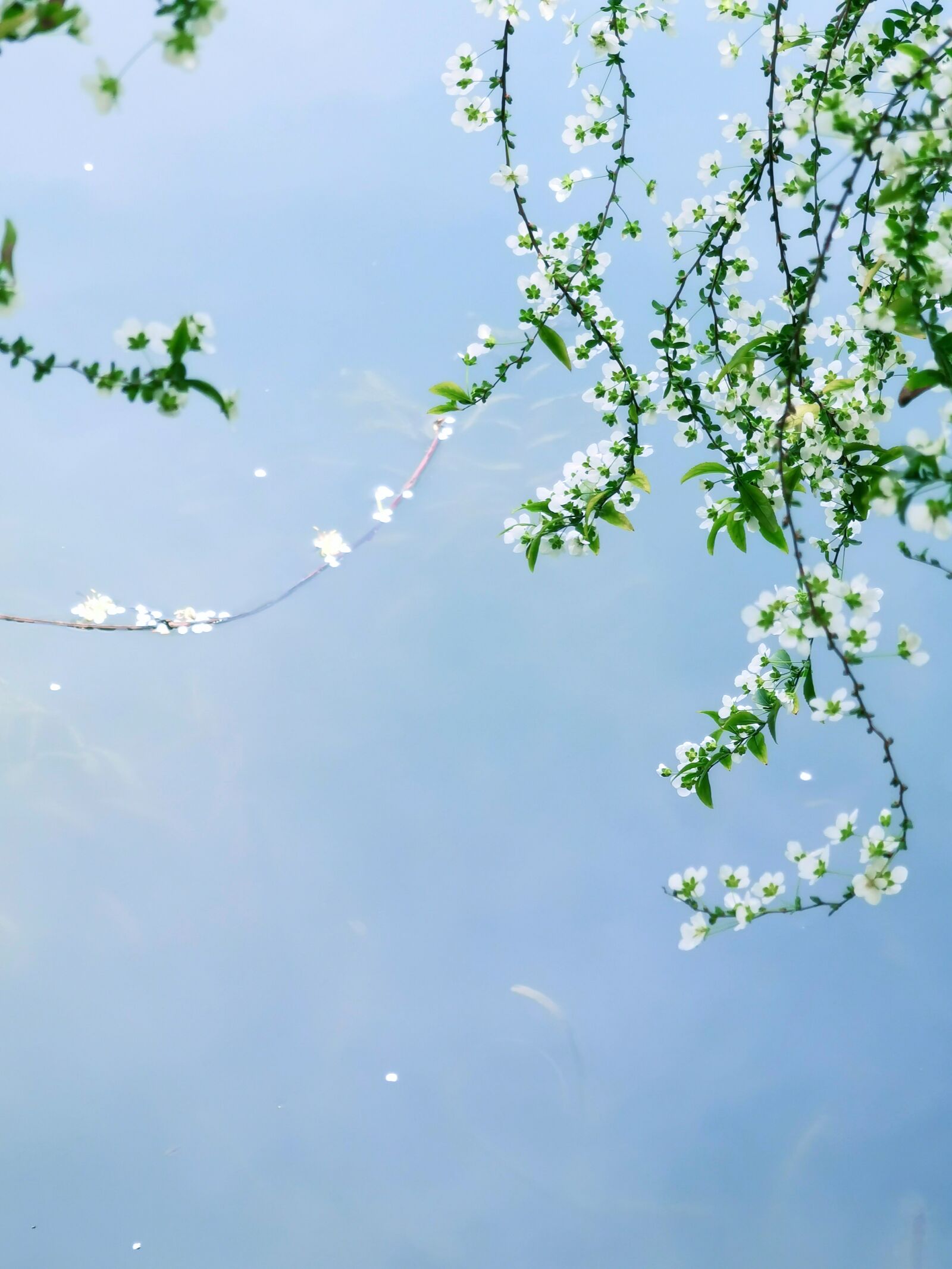 HUAWEI P30 Pro sample photo. Spring, flower, the water photography