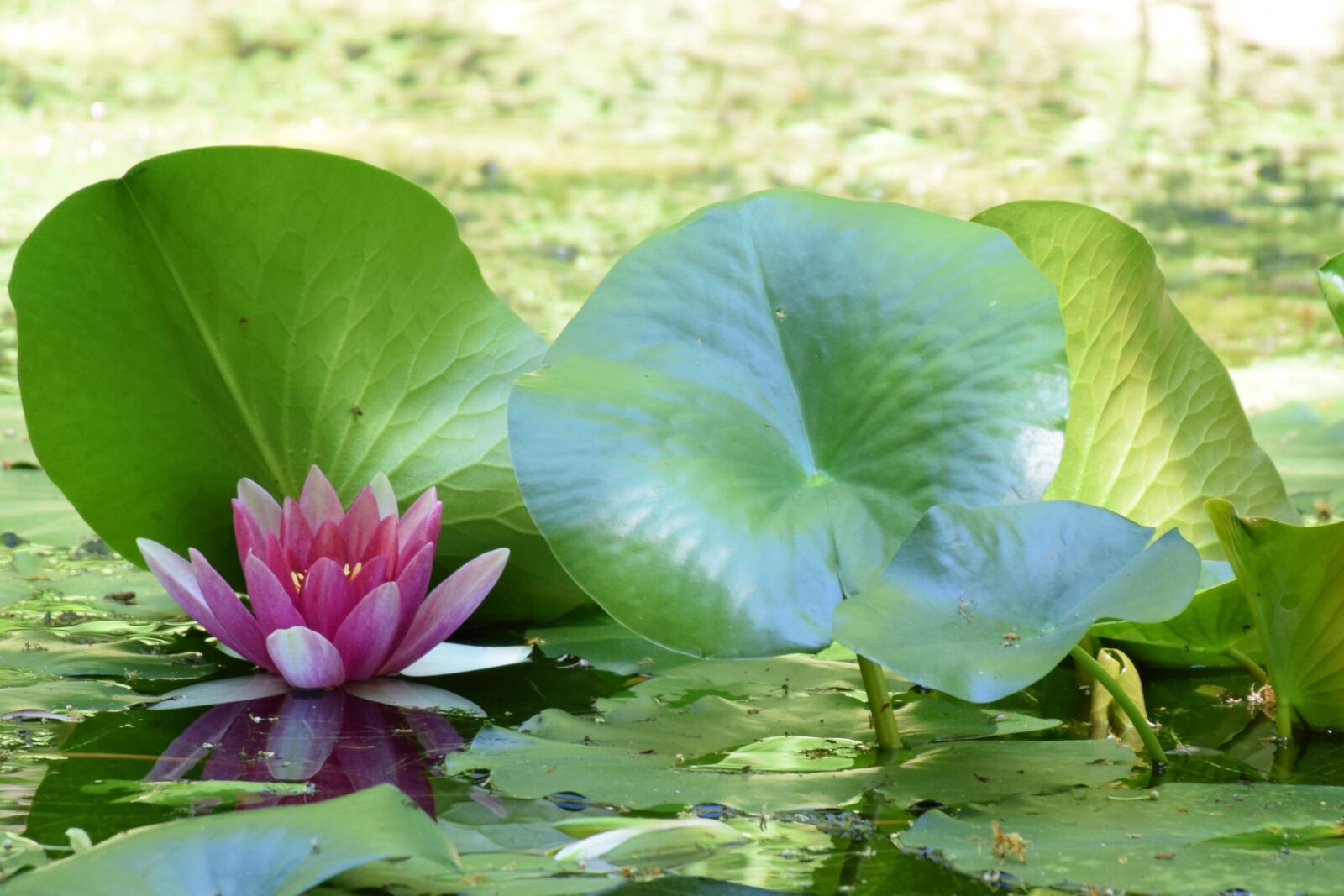 Nikon D5300 sample photo. Nénufars, flower, nature photography