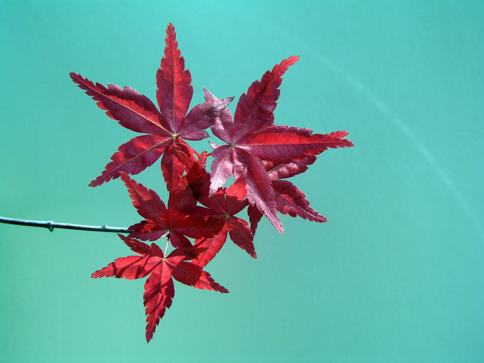 Olympus C5050Z sample photo. Leaves, sky, mature photography