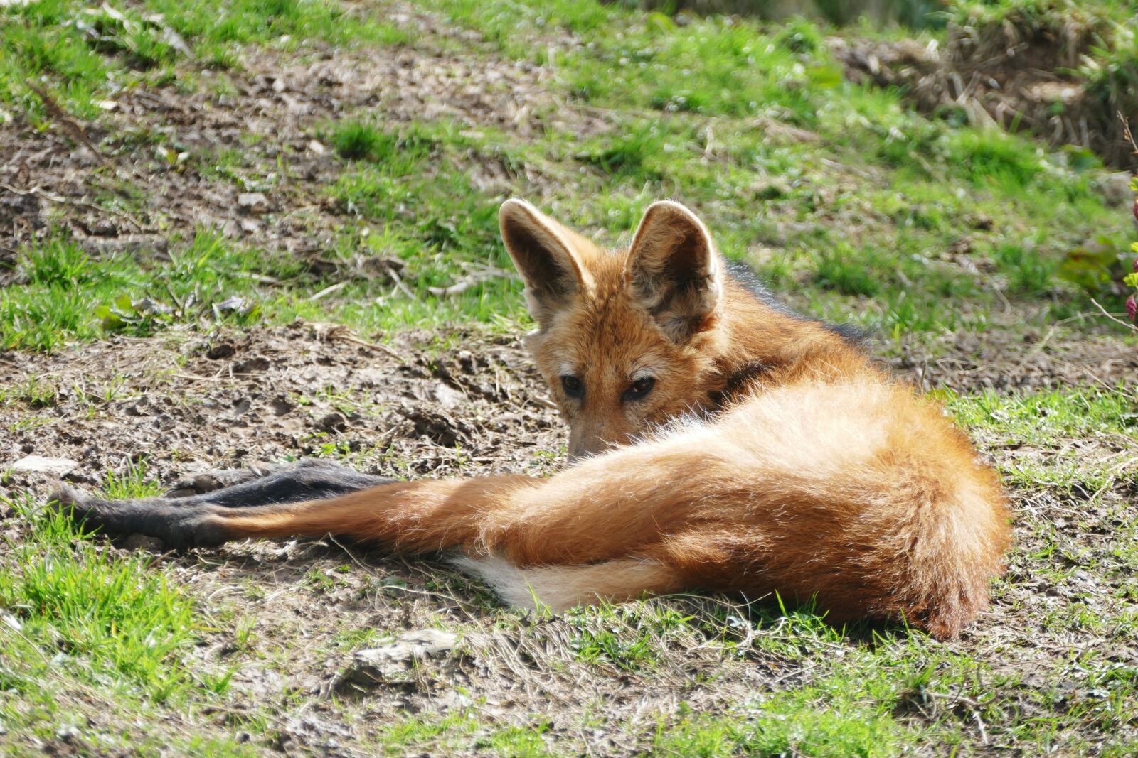 Panasonic Lumix DMC-FZ1000 sample photo. Wolf, red, fox photography
