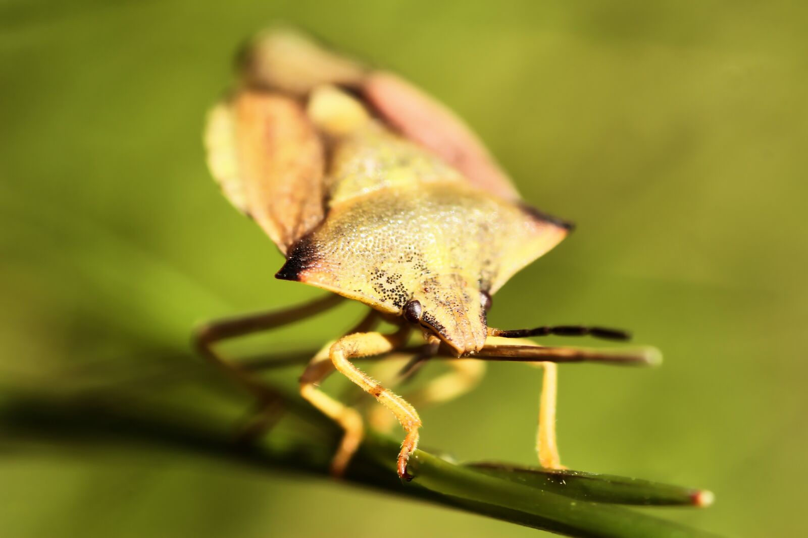 Tamron SP 90mm F2.8 Di VC USD 1:1 Macro sample photo. Bug, insect, nature photography