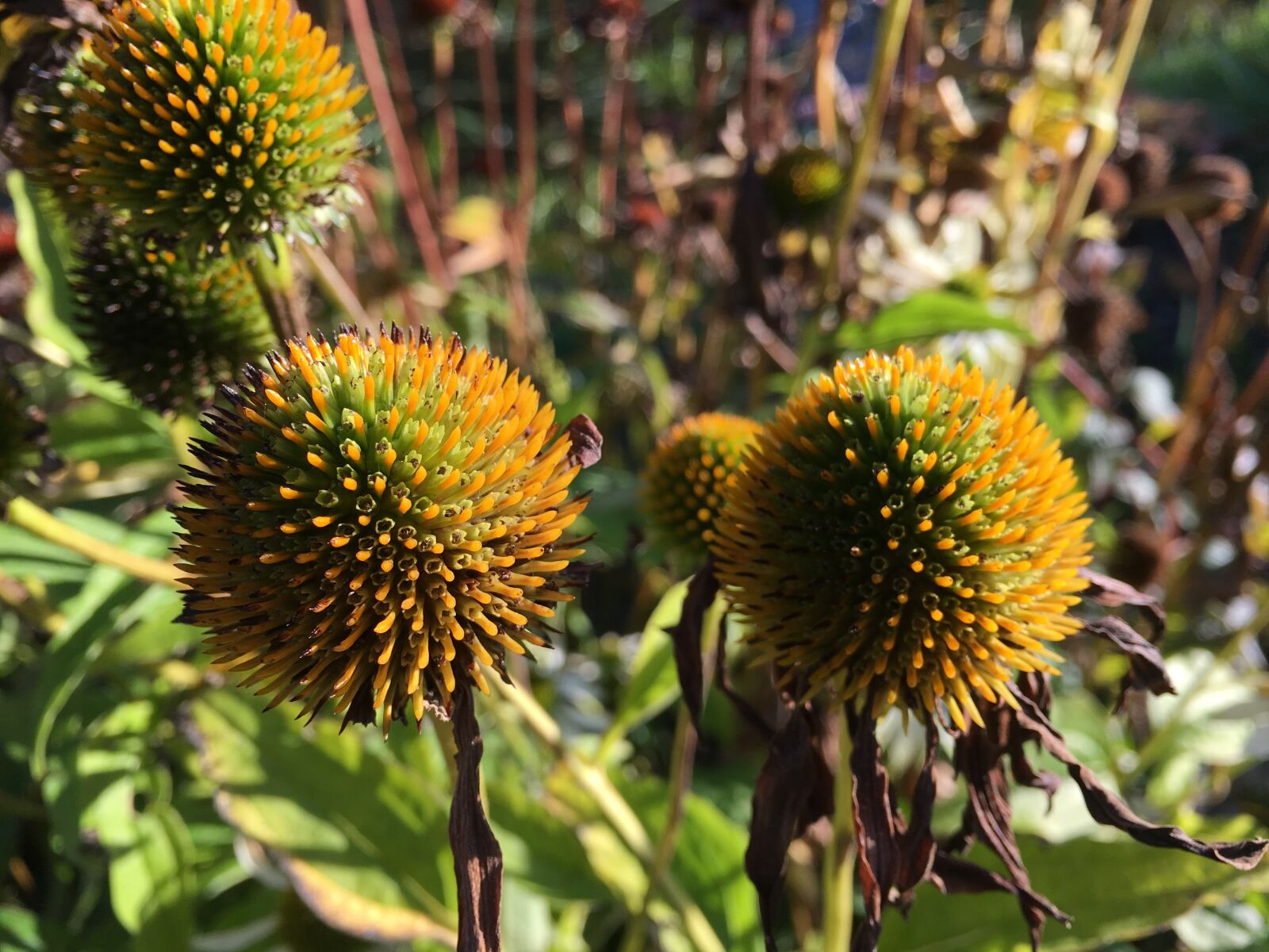 Apple iPhone 6s Plus sample photo. Purple coneflower, echinacea purpurea photography