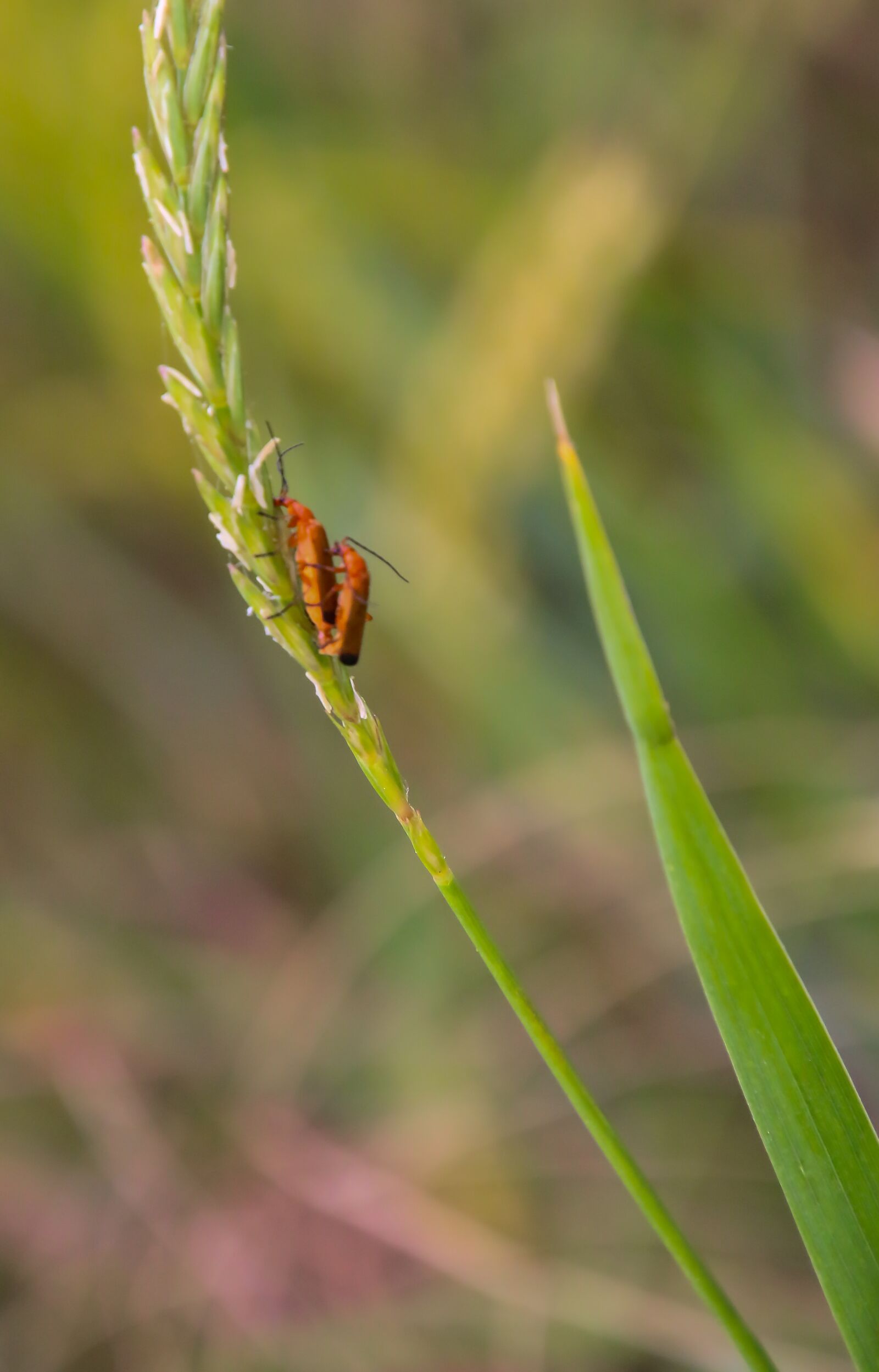 Canon EOS 70D sample photo. Insects, reproduction, couple photography