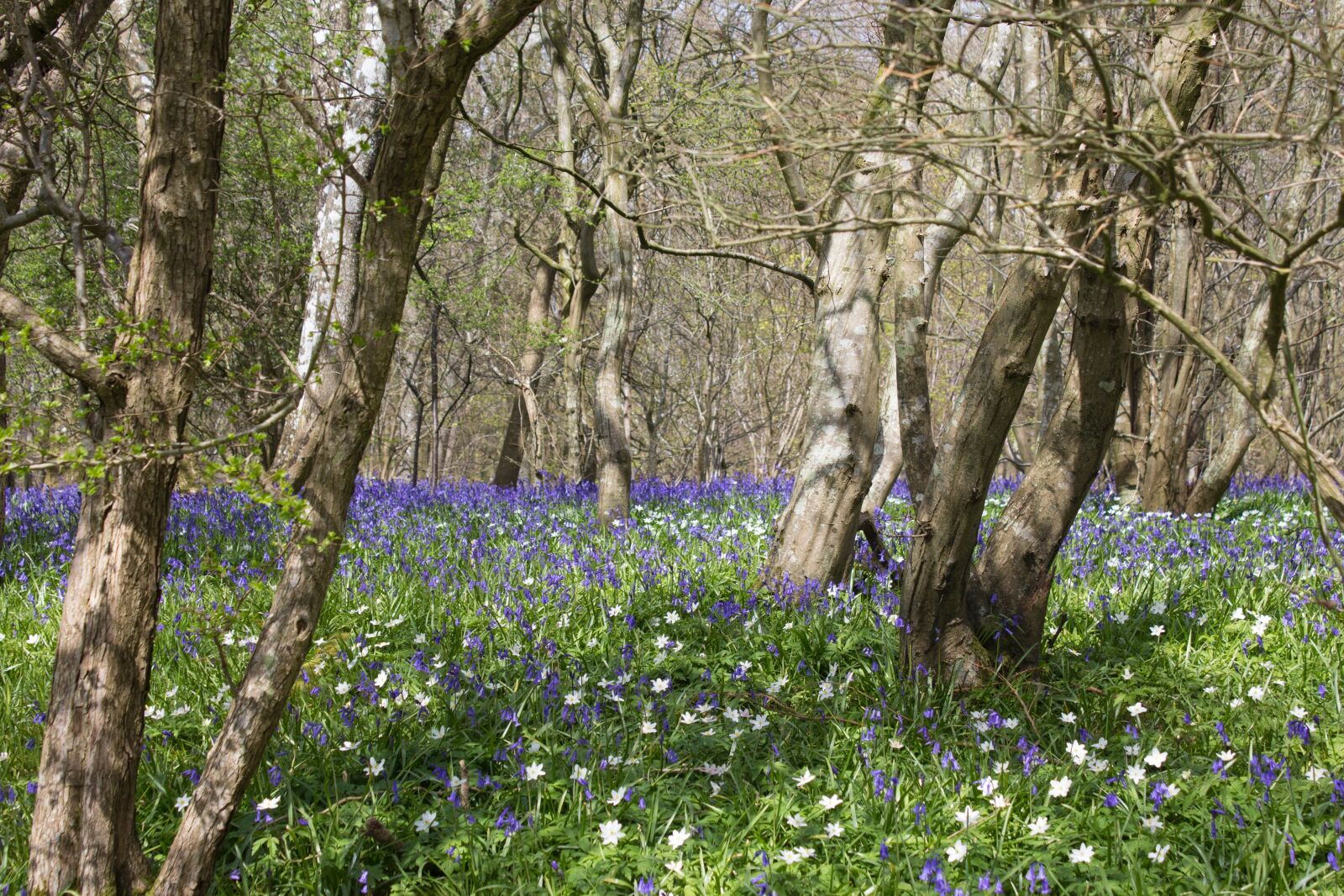 Canon EOS 600D (Rebel EOS T3i / EOS Kiss X5) sample photo. Bluebells, woods, english photography