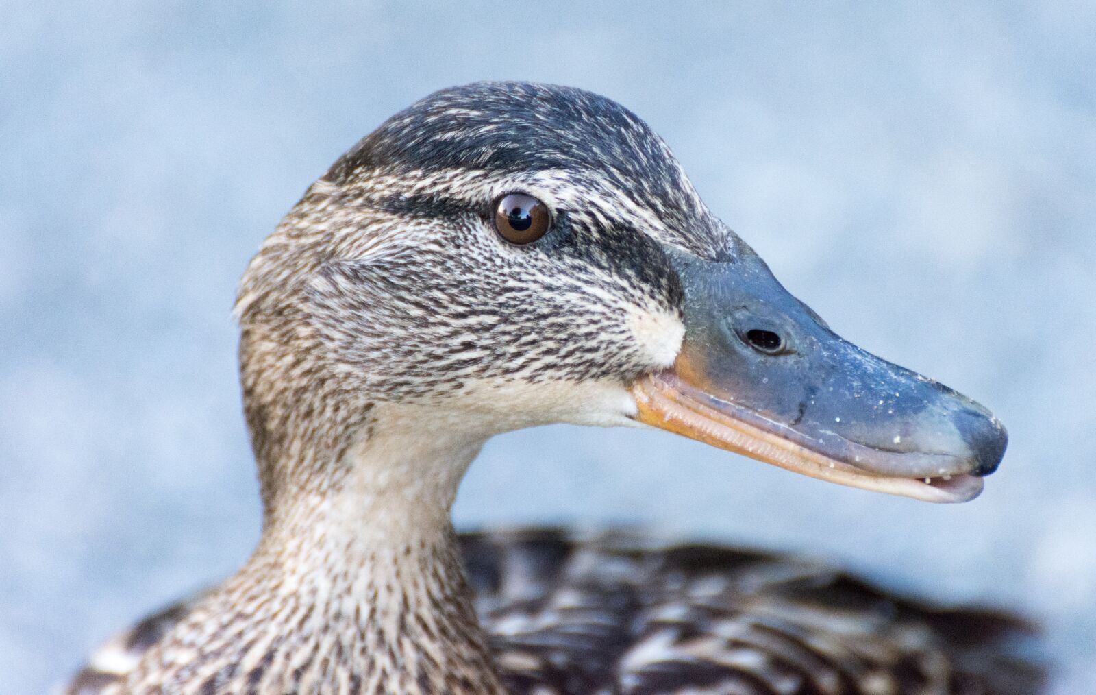 Tamron SP 70-300mm F4-5.6 Di VC USD sample photo. Duck, bird, animal photography