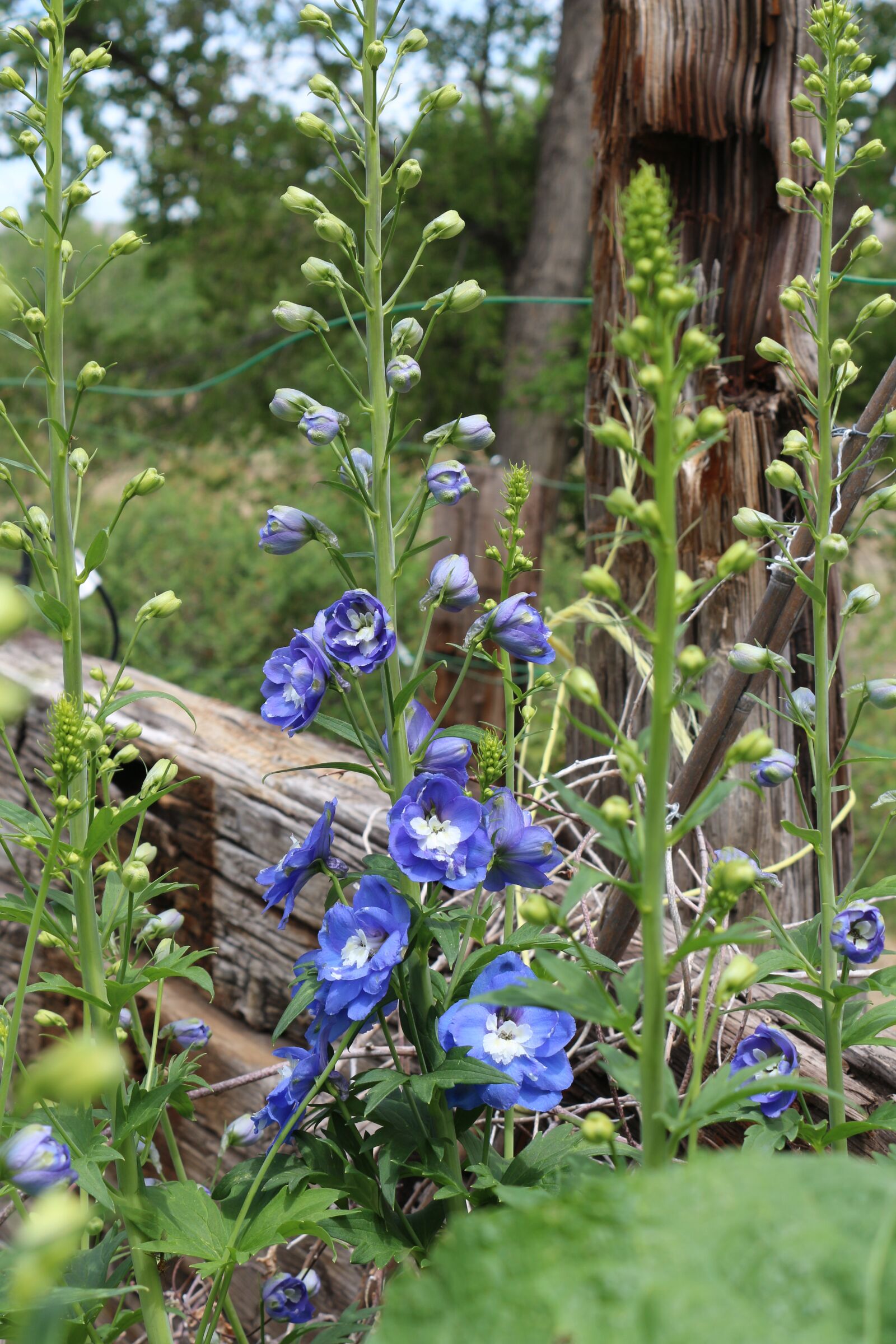 Canon EOS 650D (EOS Rebel T4i / EOS Kiss X6i) + Canon EF-S 18-55mm F3.5-5.6 IS II sample photo. Delphinium blue flower, garden photography