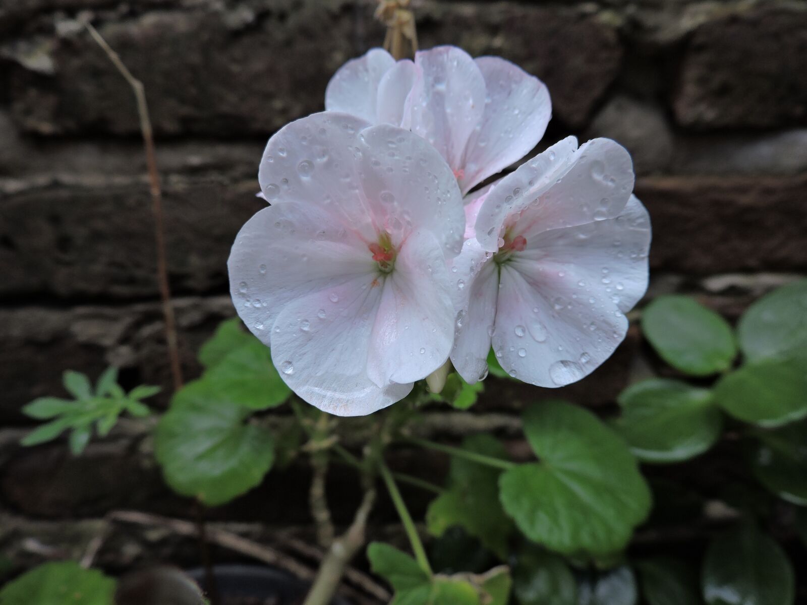 Nikon Coolpix P530 sample photo. White flower, bricks, garden photography
