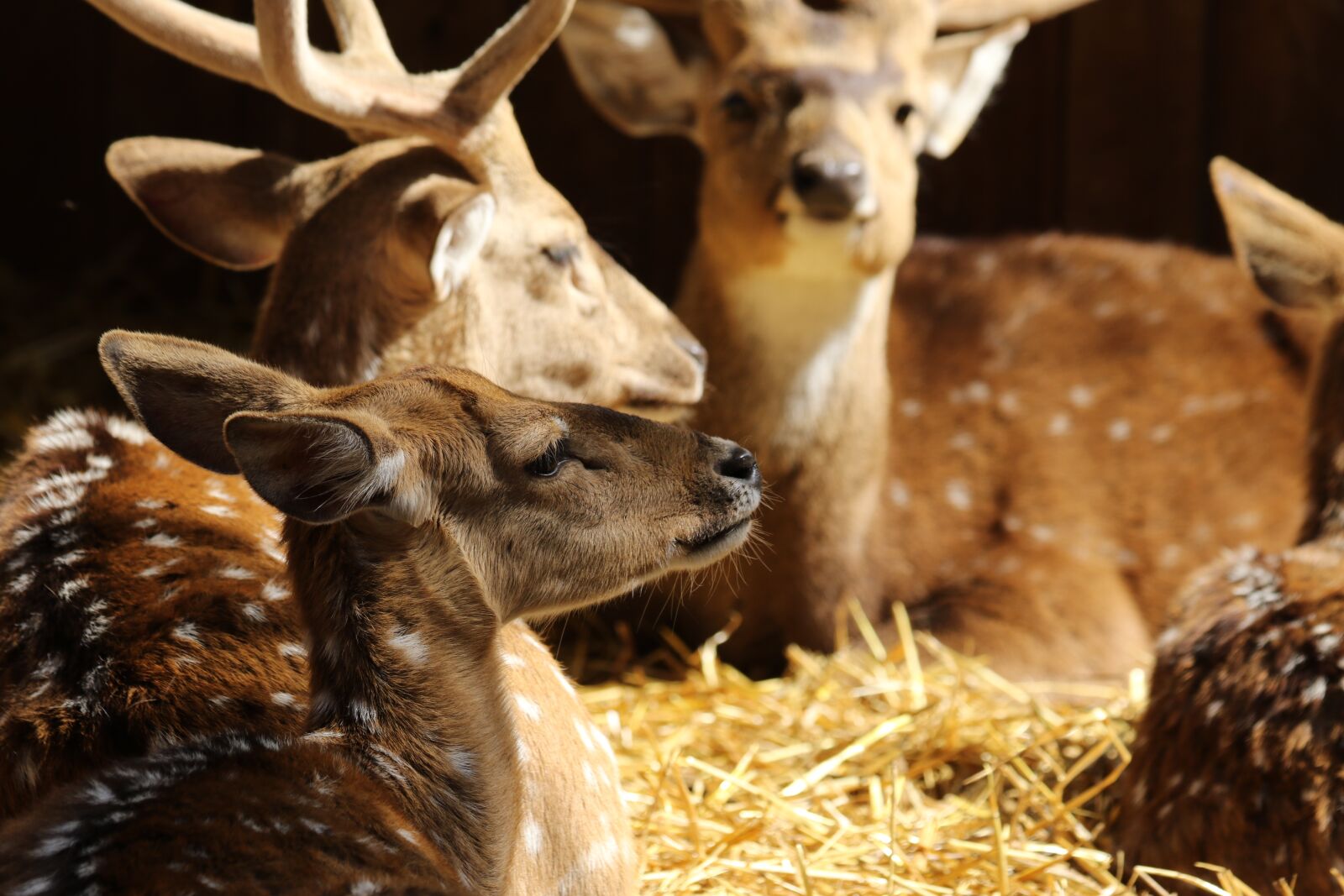 Canon EOS 7D Mark II sample photo. Animals, deer, spotted deer photography