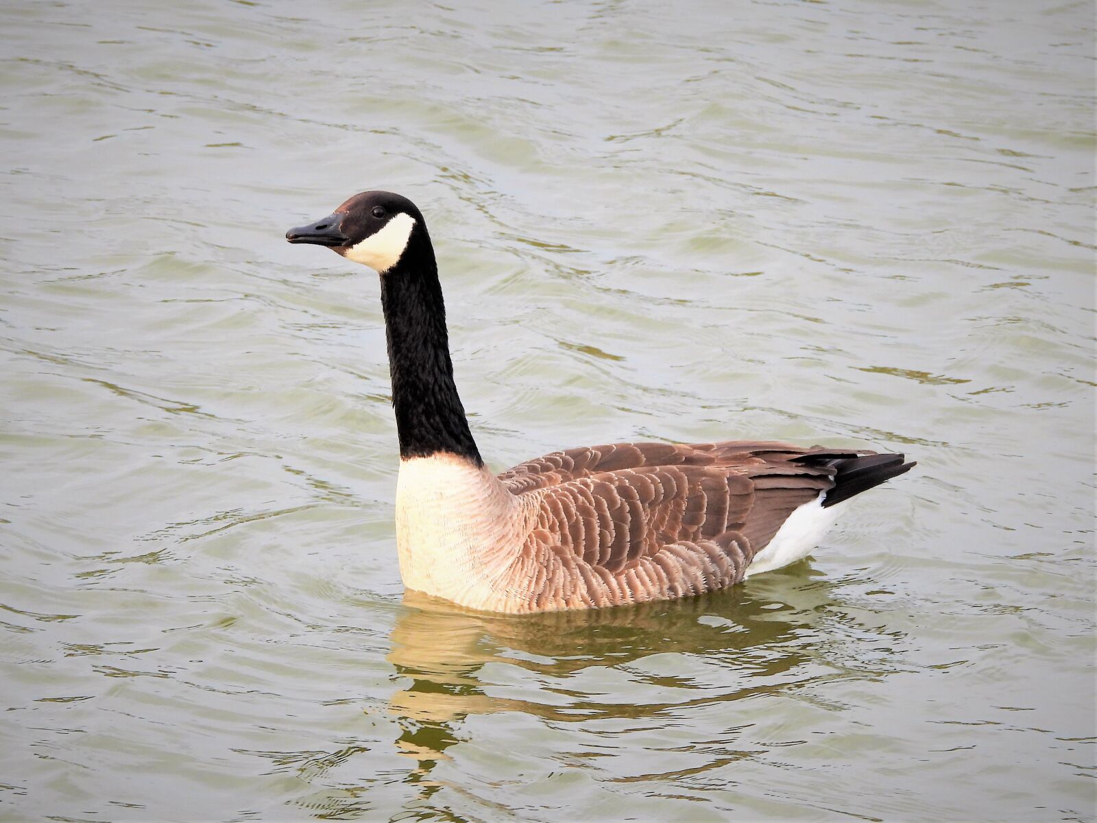 Nikon Coolpix P1000 sample photo. Canadian goose, goose, canadian photography