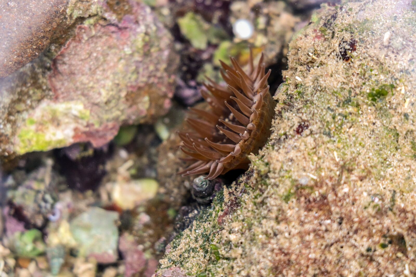 Canon EOS 77D (EOS 9000D / EOS 770D) sample photo. Sea anemones, sea, underwater photography