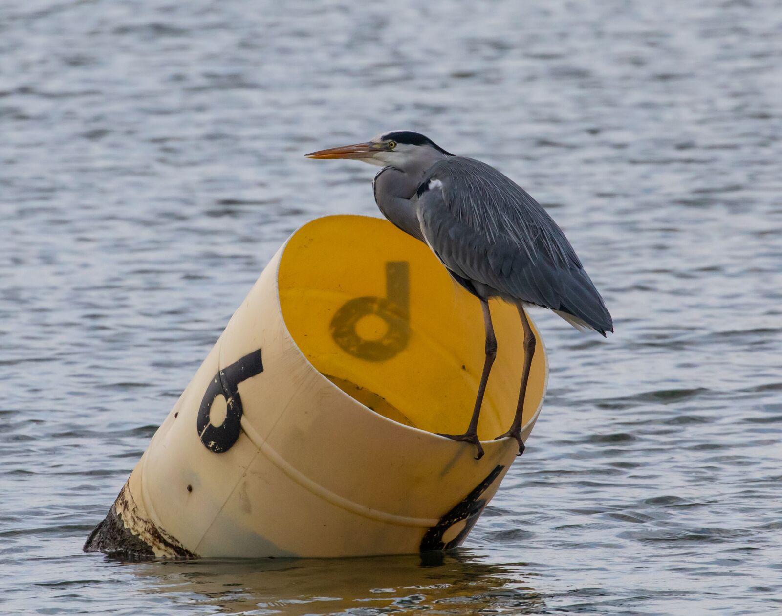 Canon EOS 7D Mark II sample photo. Heron, heron on a photography