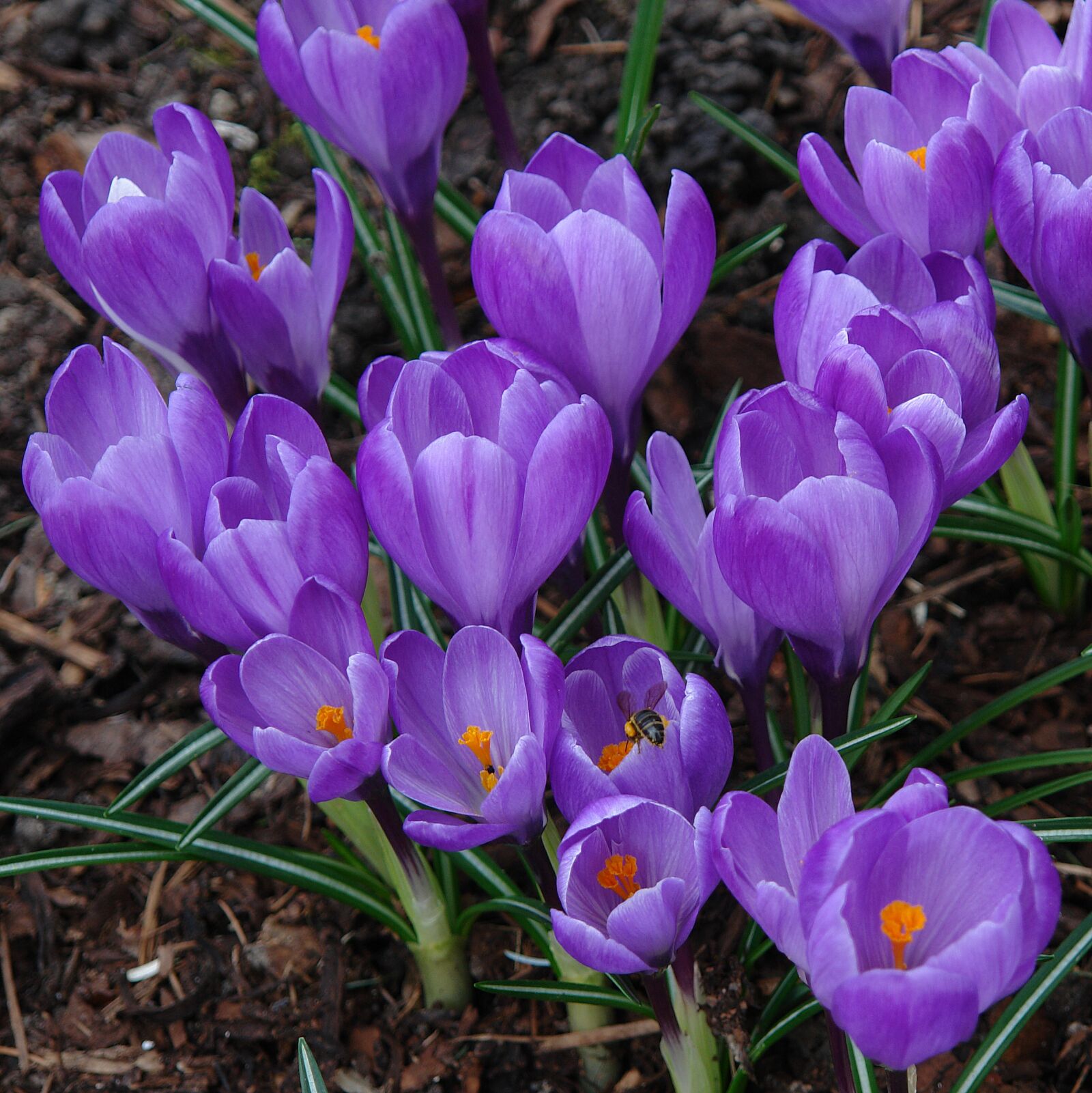 Sony DSC-R1 sample photo. Crocus, plant, garden photography
