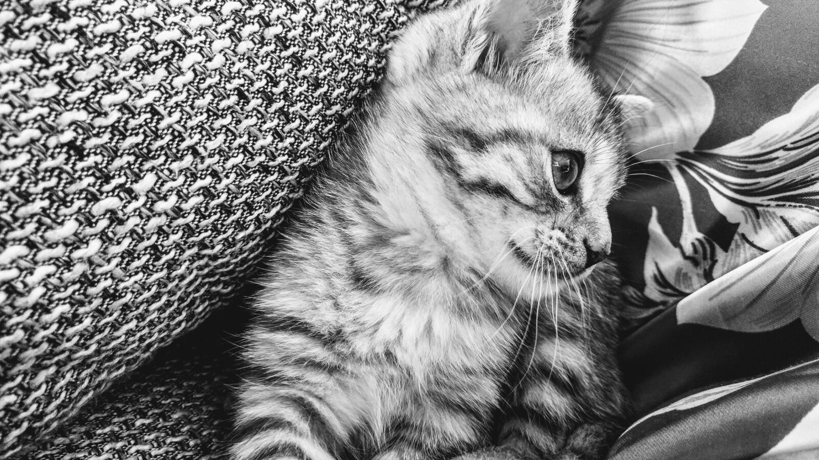 LG G5 sample photo. Cat, animal, portrait photography