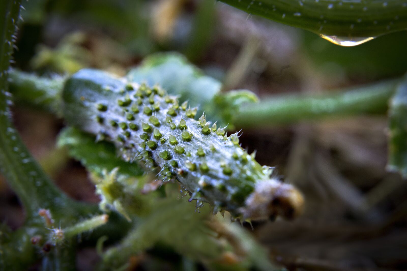 Canon EOS 6D sample photo. Cucumber, plant, salad photography