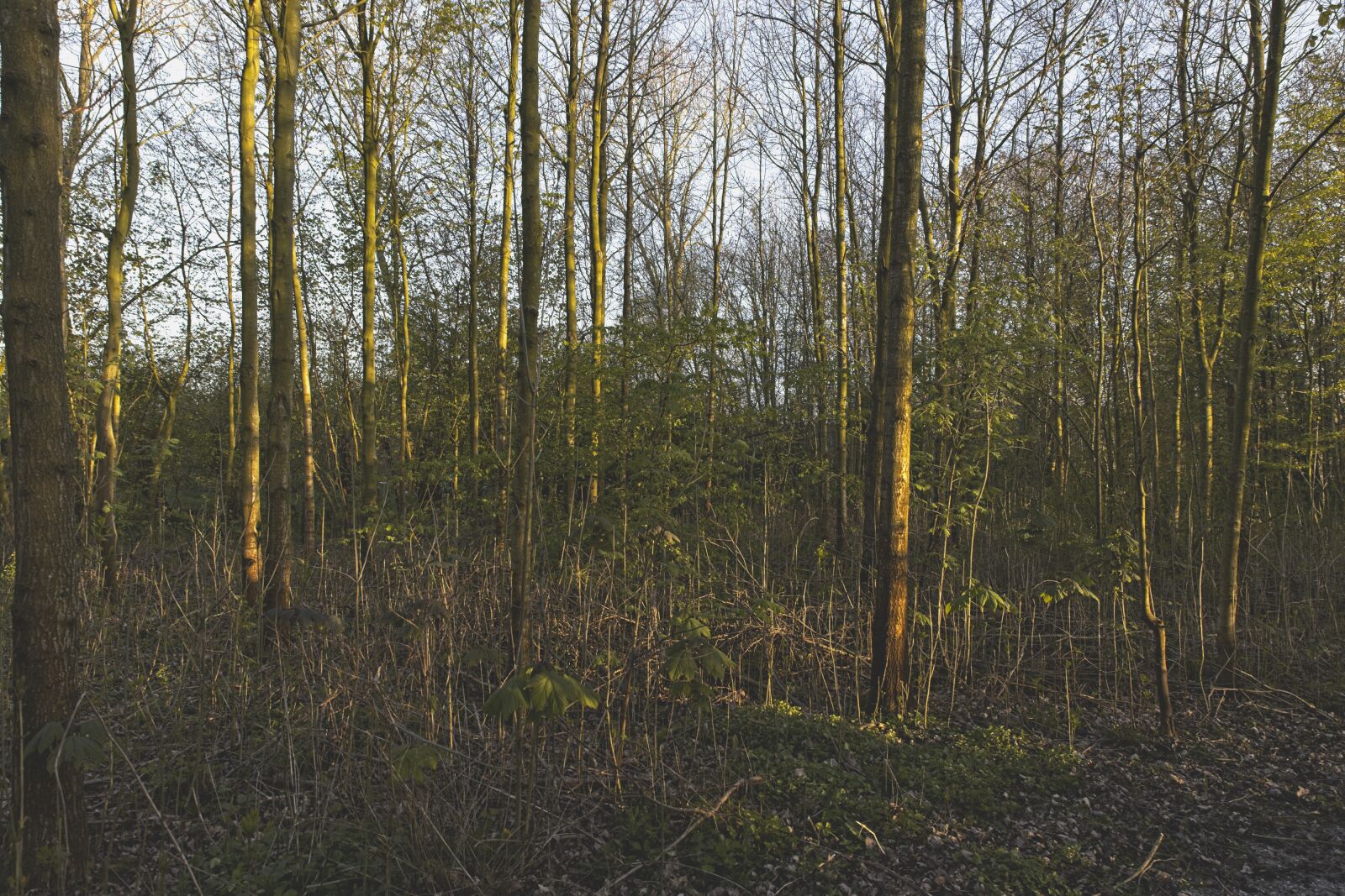 Canon EOS R + Tamron SP 24-70mm F2.8 Di VC USD G2 sample photo. Park, trees, evening sun photography