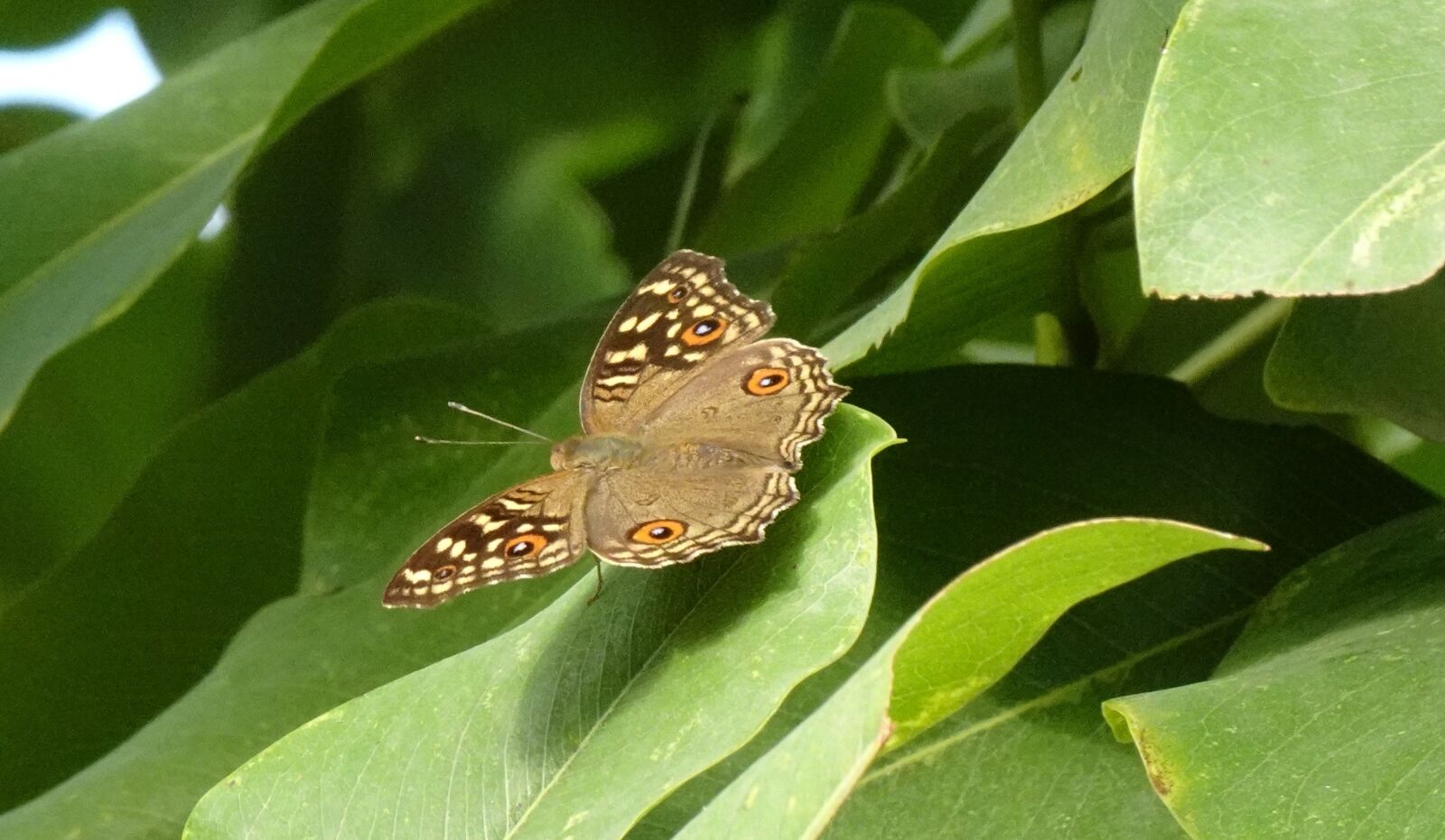 Sony DSC-WX800 sample photo. Butterfly, junonia lemonias, lemon photography