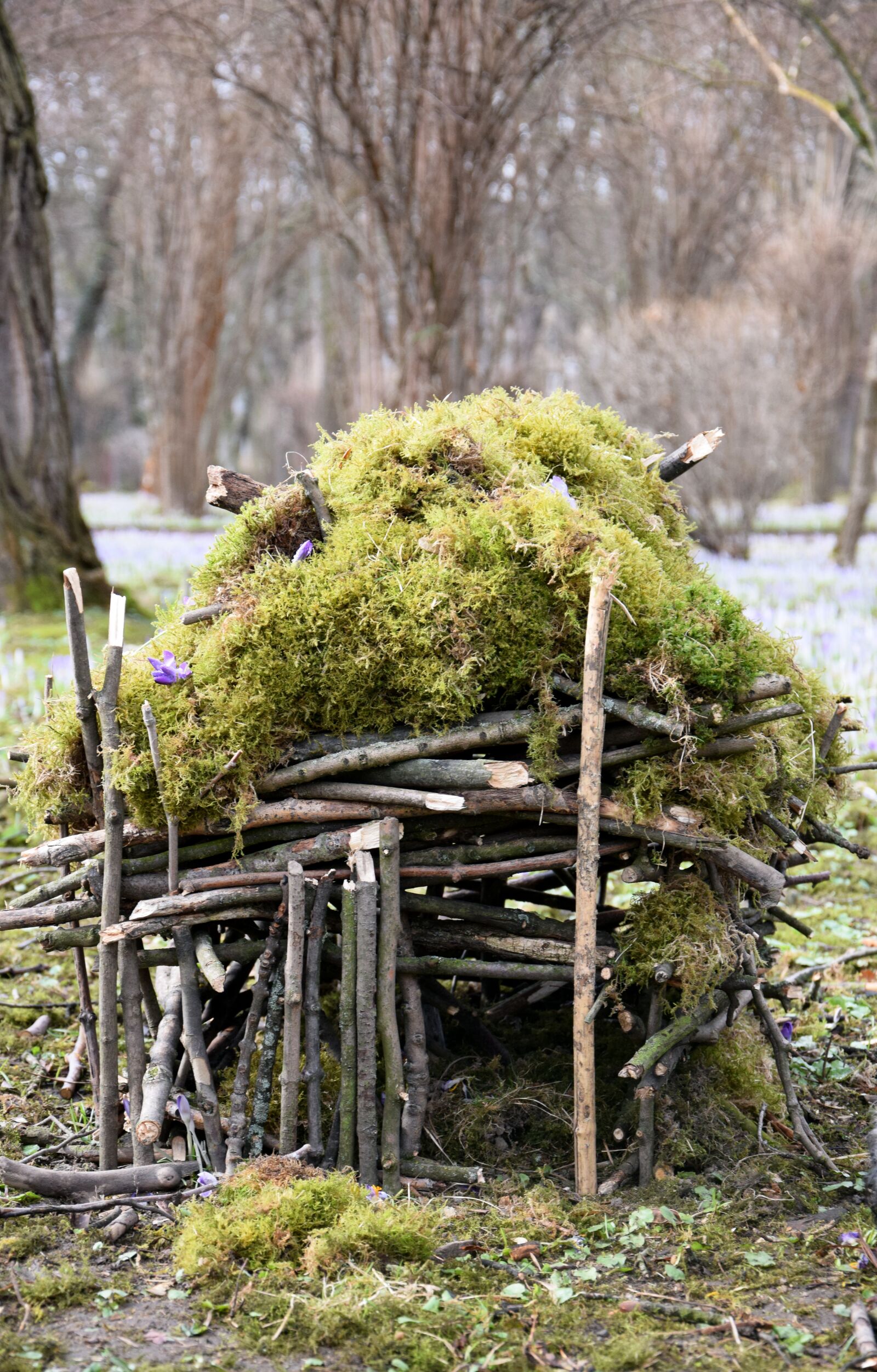 Nikon D3300 sample photo. Sticks, moss, nature photography