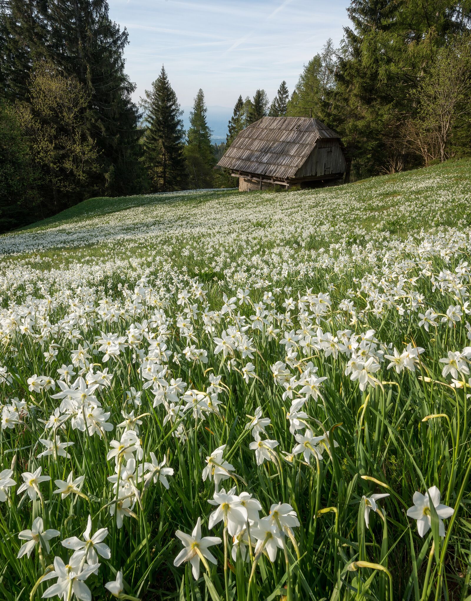 Nikon D800 sample photo. Blue, bright, daffodils photography