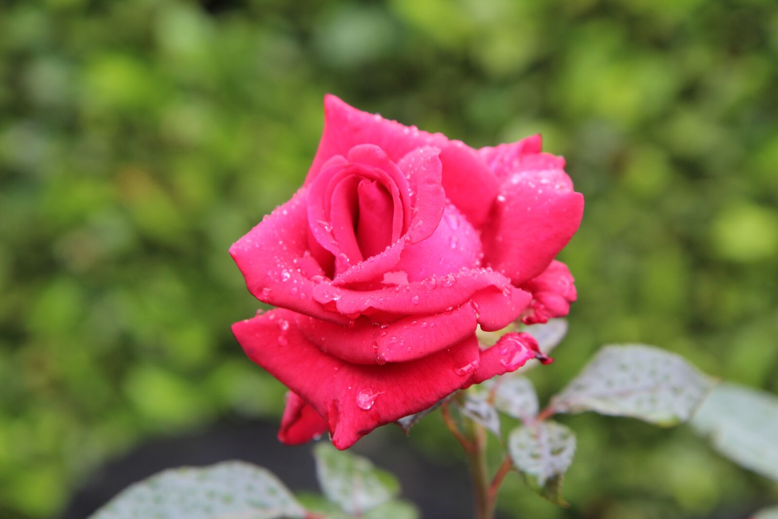 Canon EOS 600D (Rebel EOS T3i / EOS Kiss X5) sample photo. Red rose, rosebush, rose photography