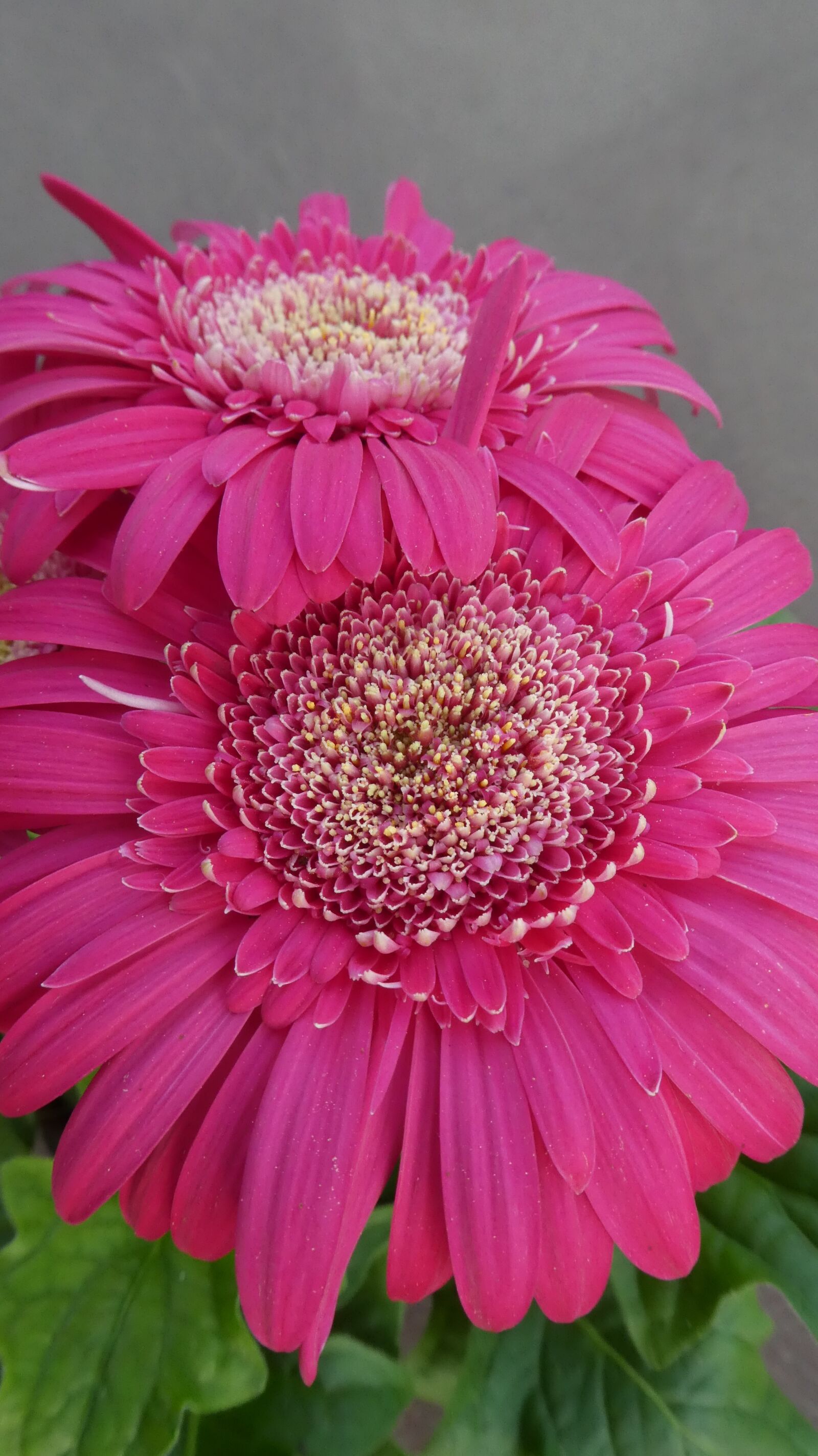 Panasonic DMC-TZ81 sample photo. Pink gerbera, blossom, bloom photography