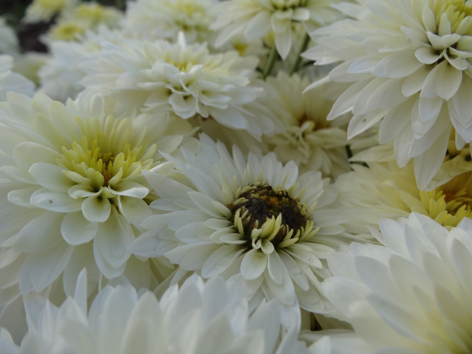 Sony Cyber-shot DSC-HX20V sample photo. Flowers, white, summer photography