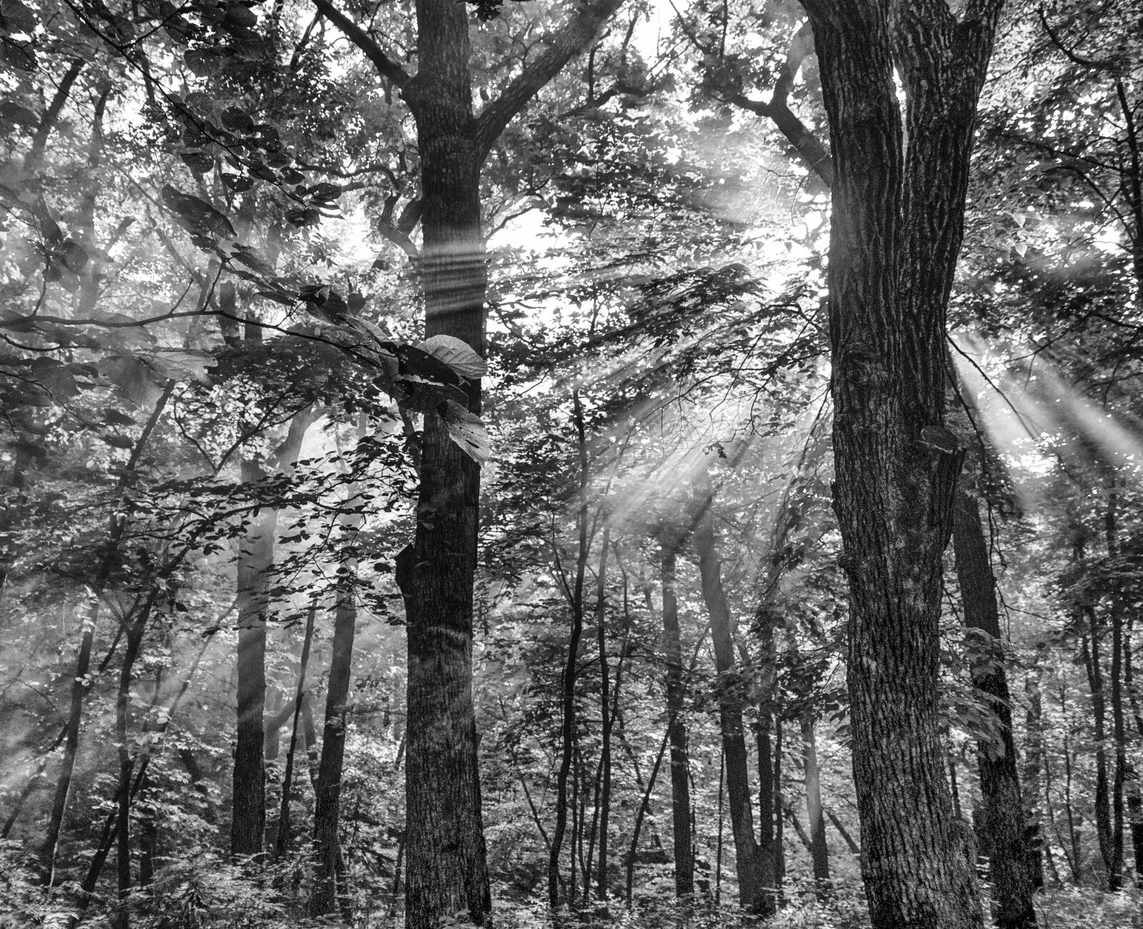 Nikon D5300 sample photo. Tree, sunshine, rays photography