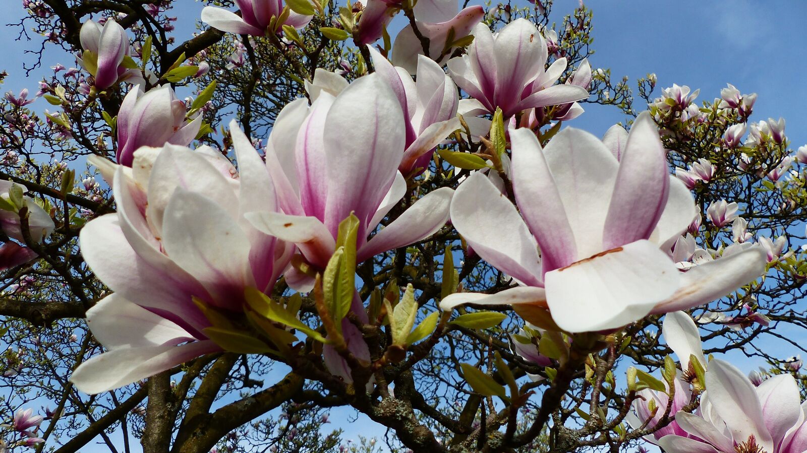 Panasonic Lumix DMC-FZ200 sample photo. Flower, magnolia, plant photography