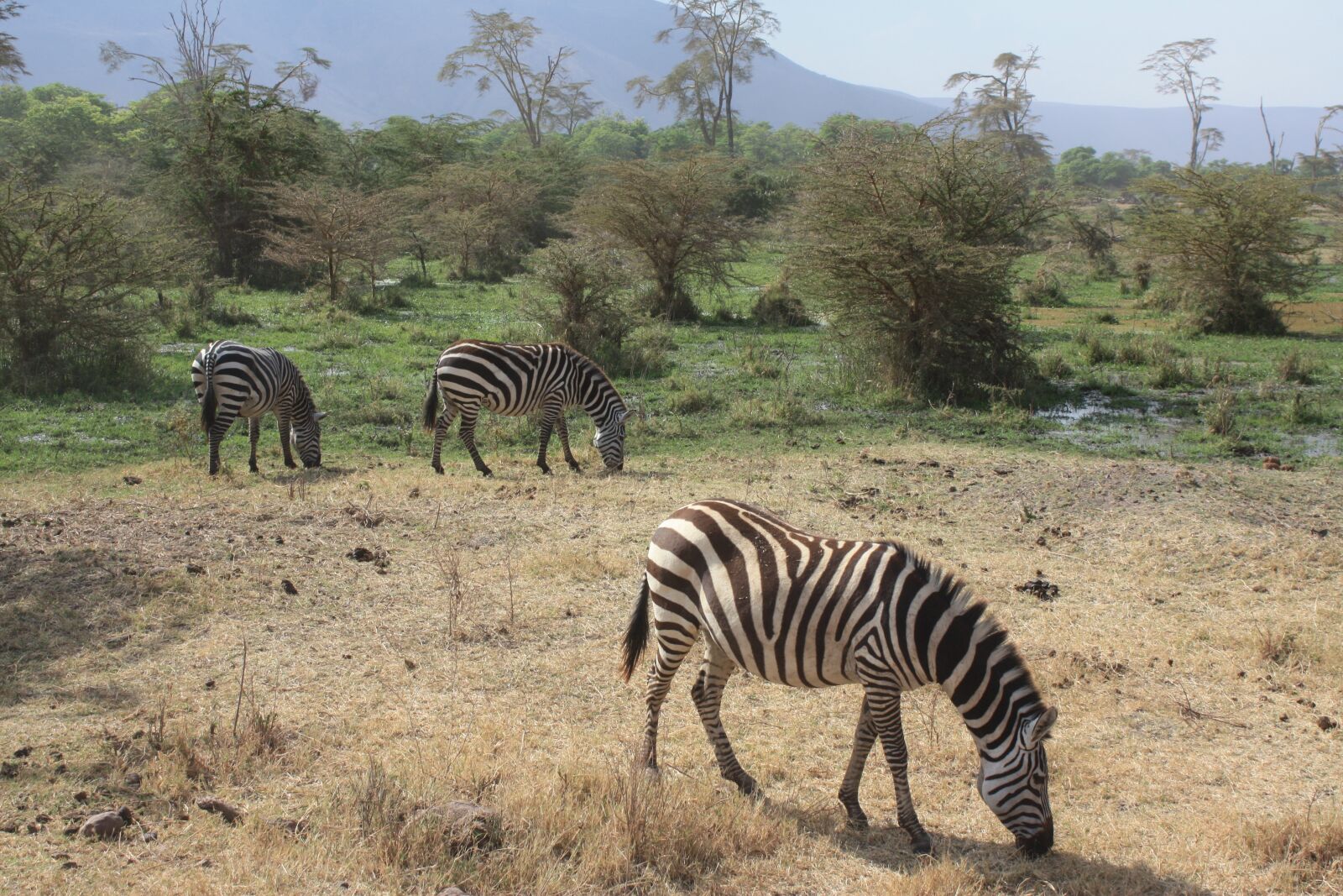 Canon EOS 450D (EOS Rebel XSi / EOS Kiss X2) sample photo. Zebra, safari, tanzania photography