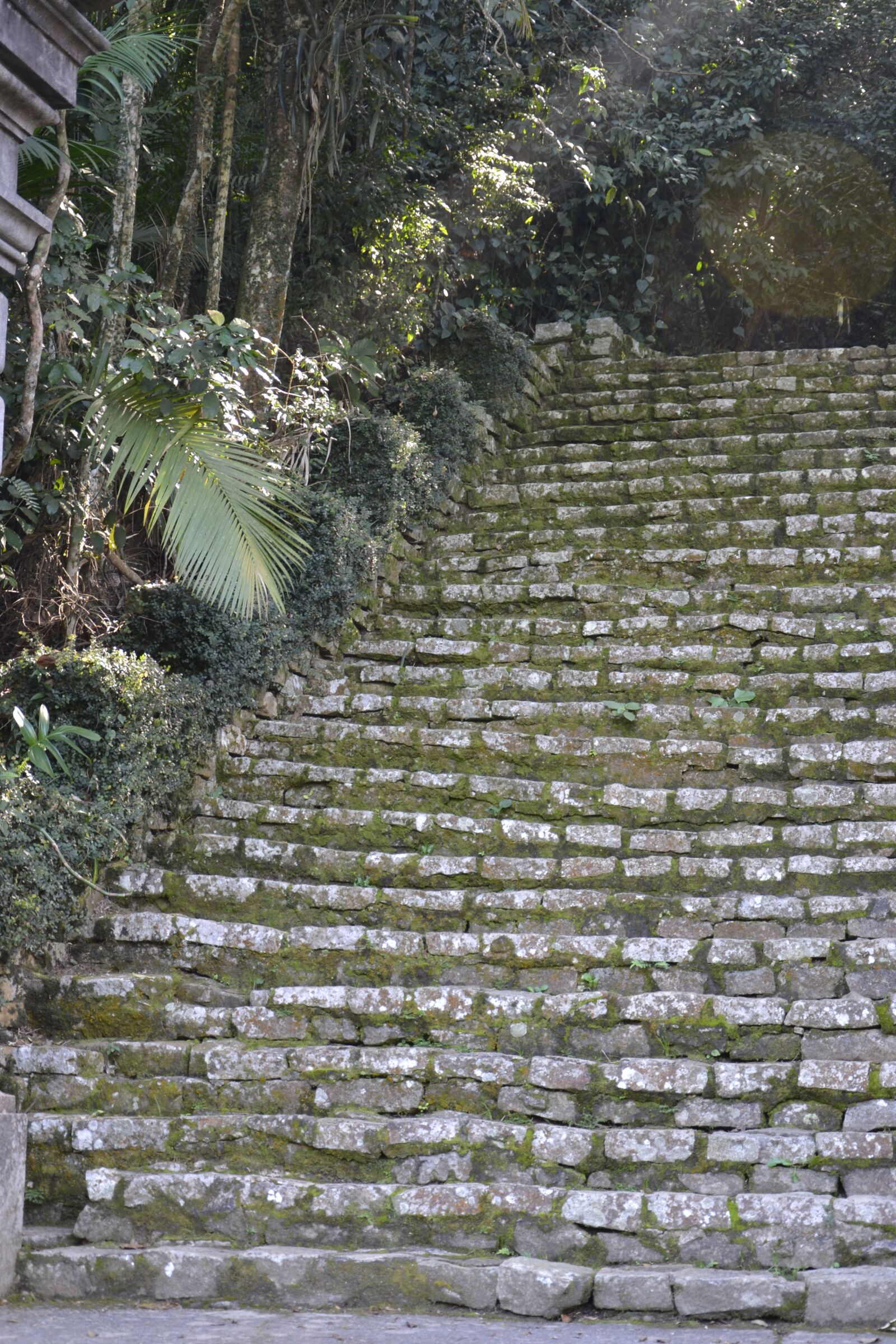 Nikon D3100 sample photo. Green, ladder, old photography