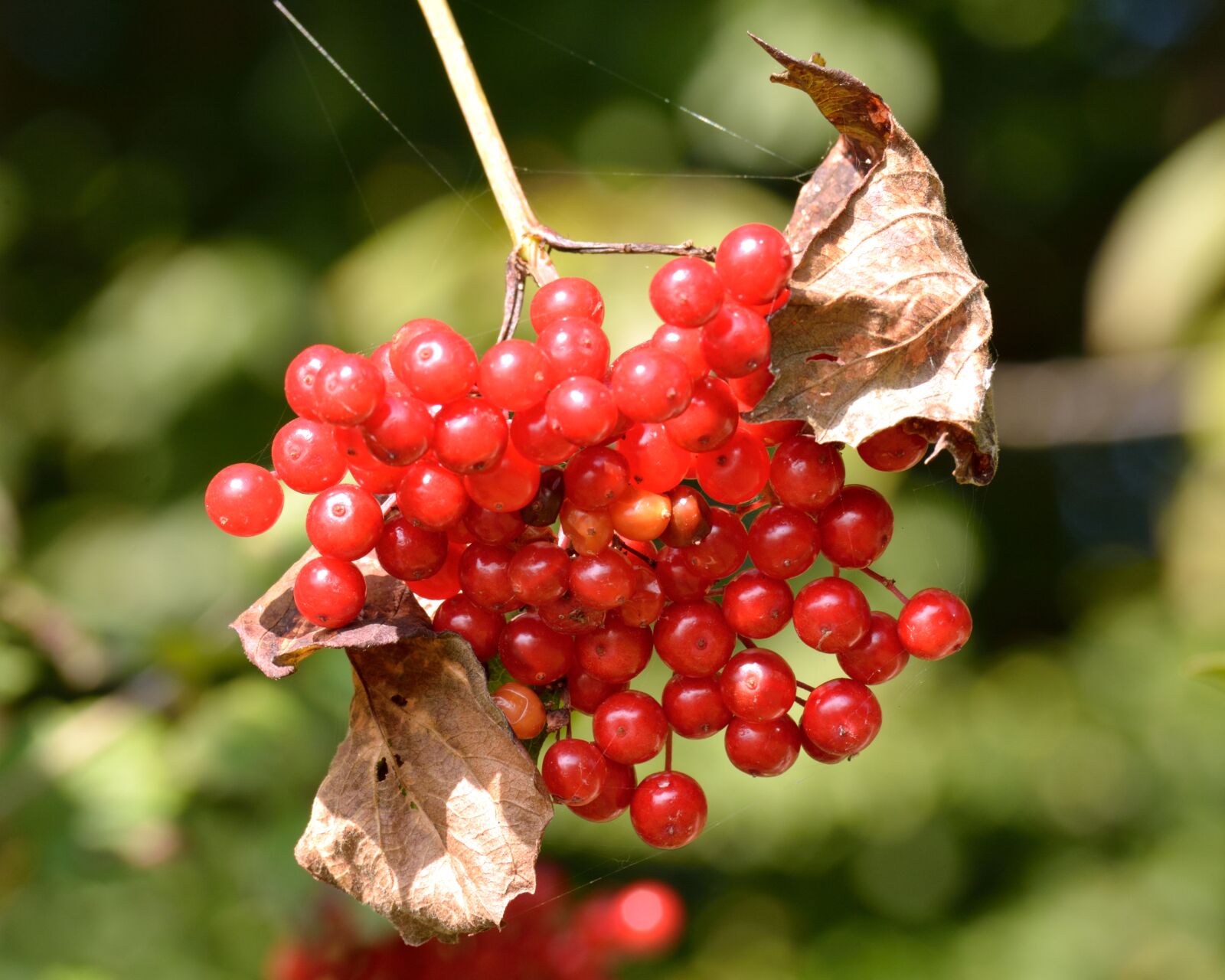 Nikon D7100 sample photo. Autumn, fruits, berries photography